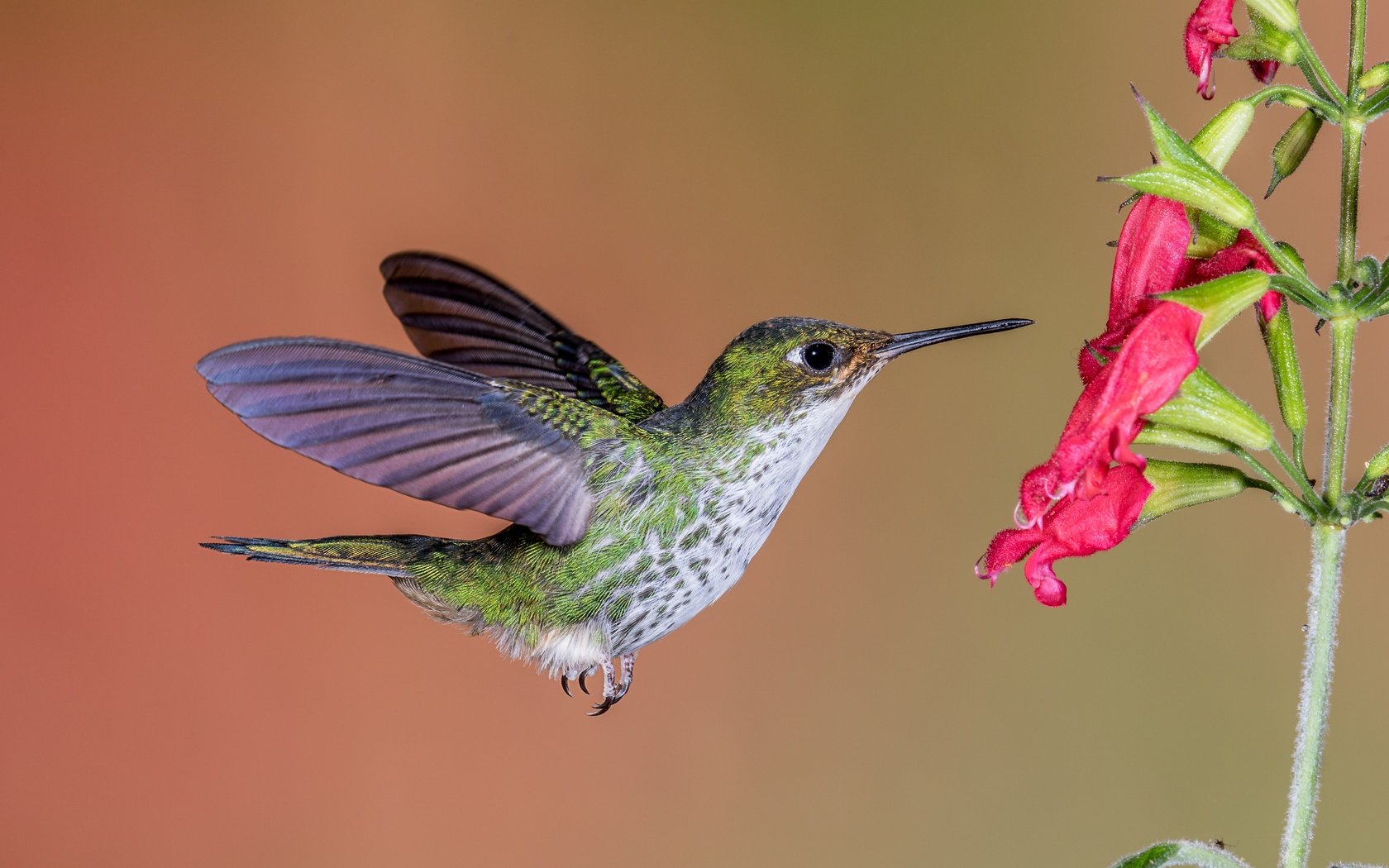 Обои полет, цветок, крылья, птица, клюв, перья, колибри, flight, flower, wings, bird, beak, feathers, hummingbird разрешение 5472x3648 Загрузить