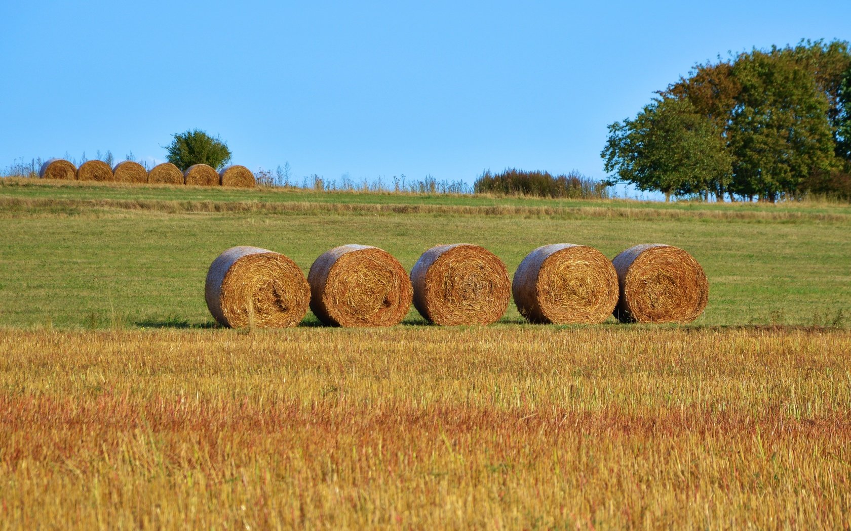 Обои поле, сено, тюки, рулоны, сельское хозяйство, field, hay, bales, rolls разрешение 4998x2761 Загрузить