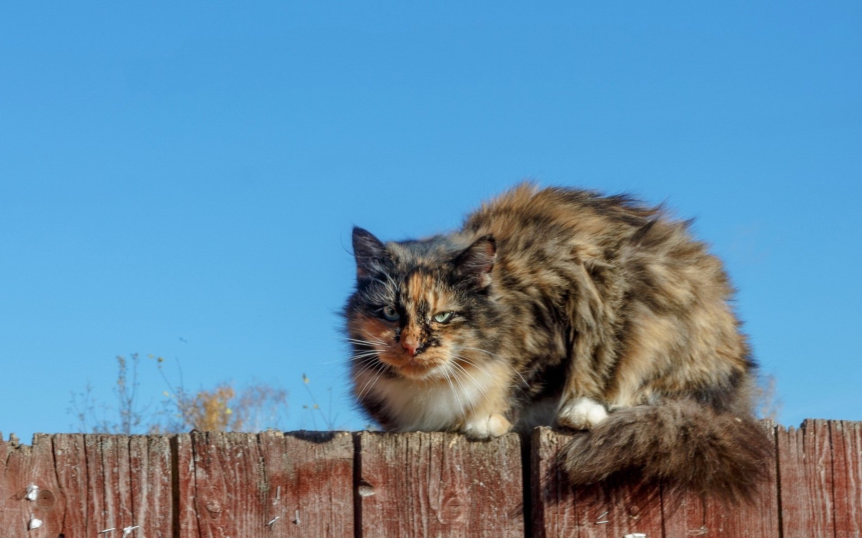 Обои небо, кот, мордочка, кошка, взгляд, забор, пушистый, the sky, cat, muzzle, look, the fence, fluffy разрешение 1920x1200 Загрузить