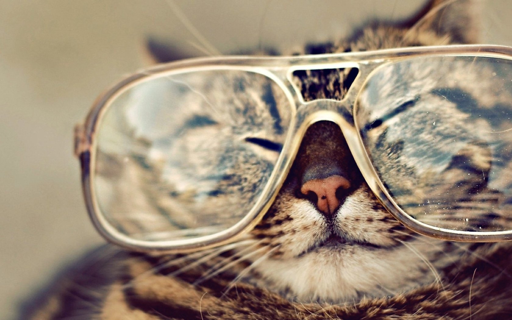 Обои кот, мордочка, кошка, очки, полосатый, крутой, cat, muzzle, glasses, striped, cool разрешение 1920x1200 Загрузить