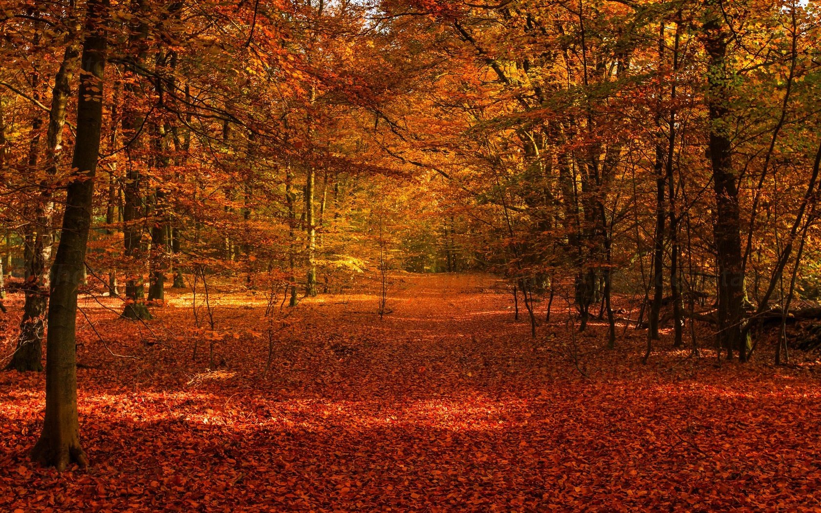 Обои деревья, лес, листва, осень, осенние листья, осенний лес, trees, forest, foliage, autumn, autumn leaves, autumn forest разрешение 2048x1365 Загрузить