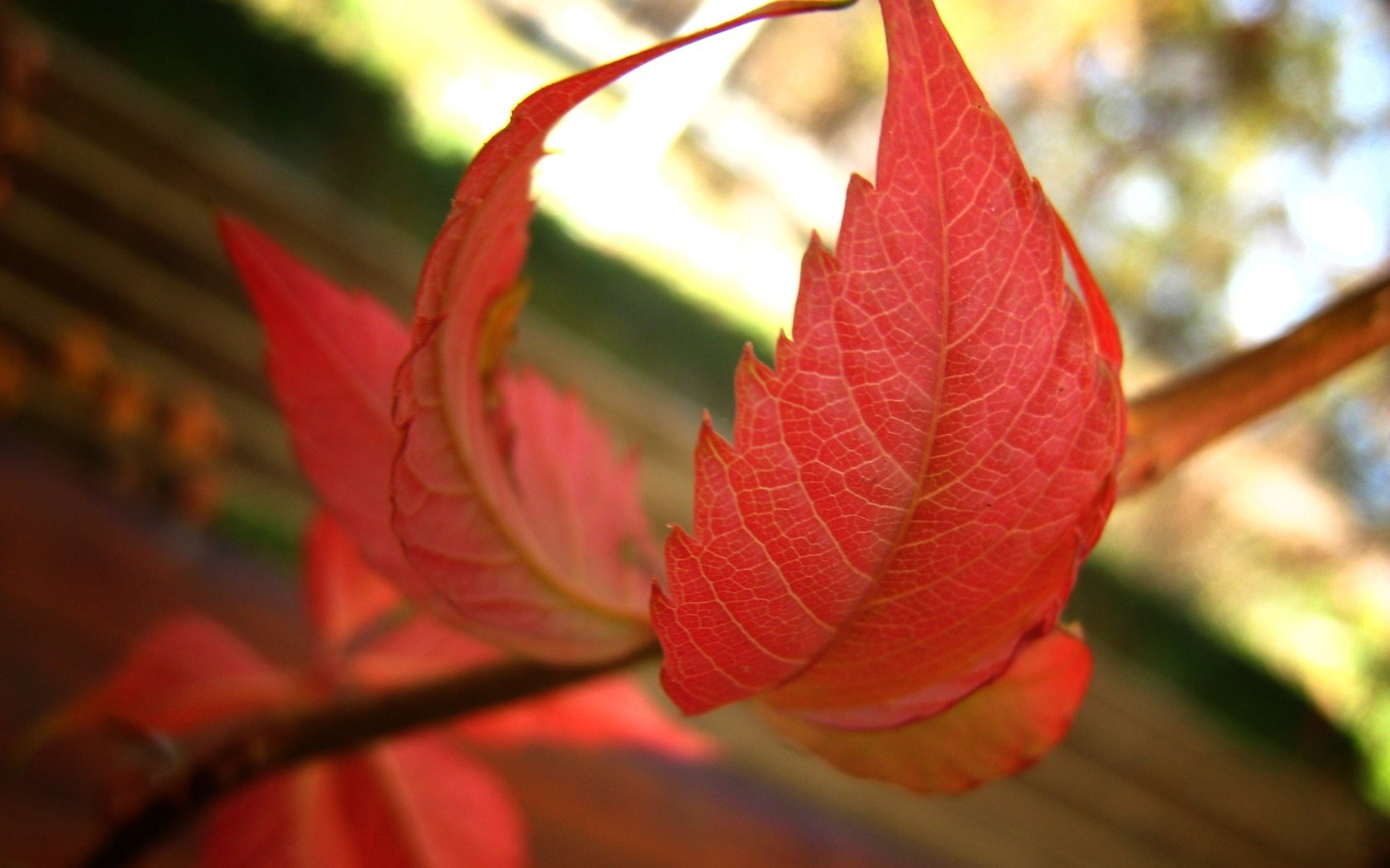 Обои ветка, природа, листья, осень, боке, осенние листья, branch, nature, leaves, autumn, bokeh, autumn leaves разрешение 2820x2196 Загрузить