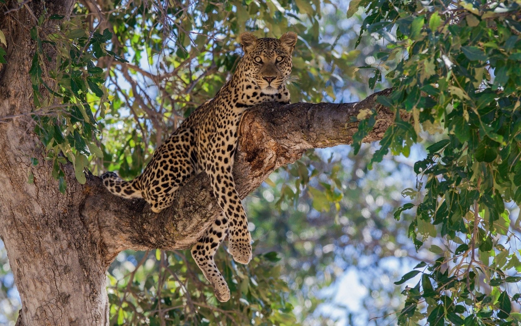 Обои ветка, дерево, лежит, леопард, хищник, большая кошка, branch, tree, lies, leopard, predator, big cat разрешение 2560x1600 Загрузить
