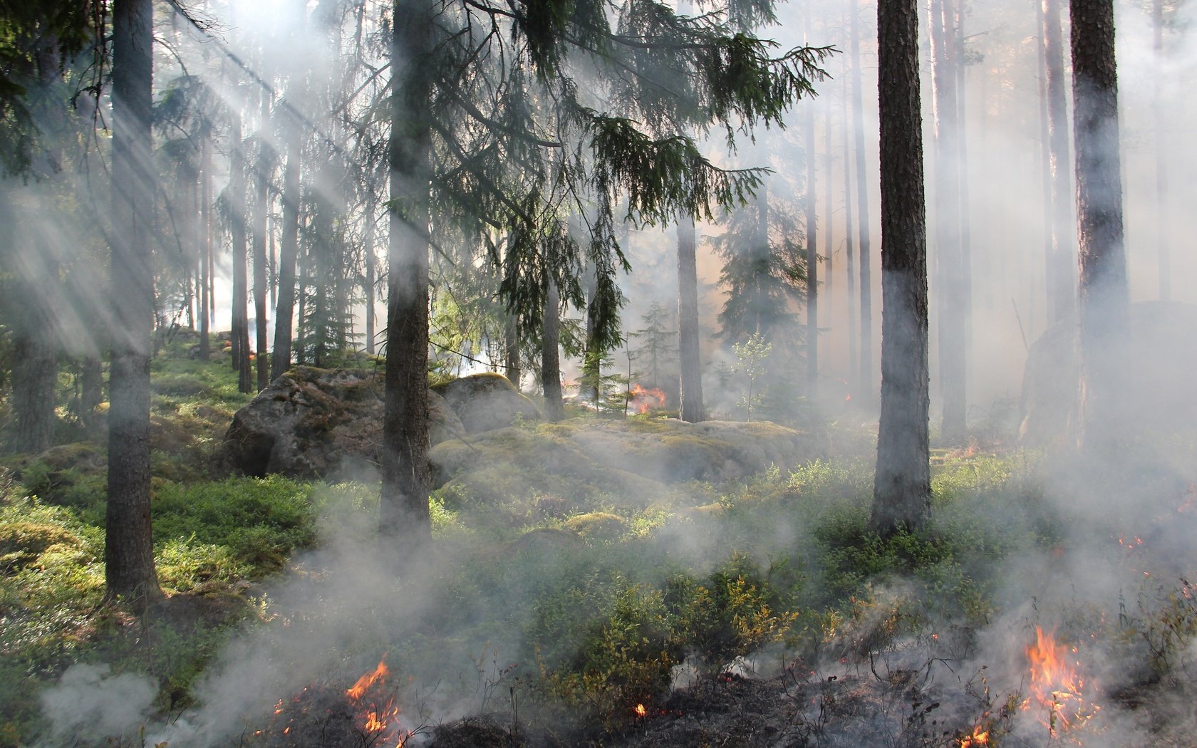 Обои деревья, лес, огонь, дым, пожар, trees, forest, fire, smoke разрешение 4916x3248 Загрузить