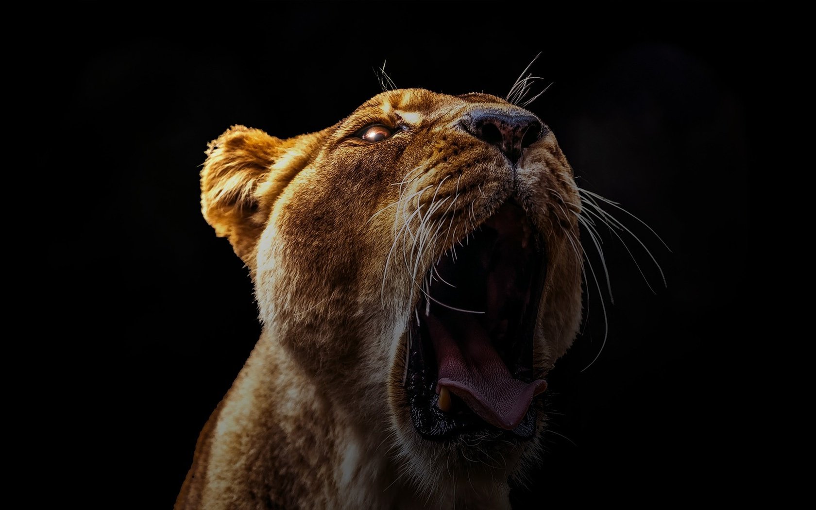 Обои портрет, хищник, большая кошка, лев, язык, голова, portrait, predator, big cat, leo, language, head разрешение 1920x1163 Загрузить