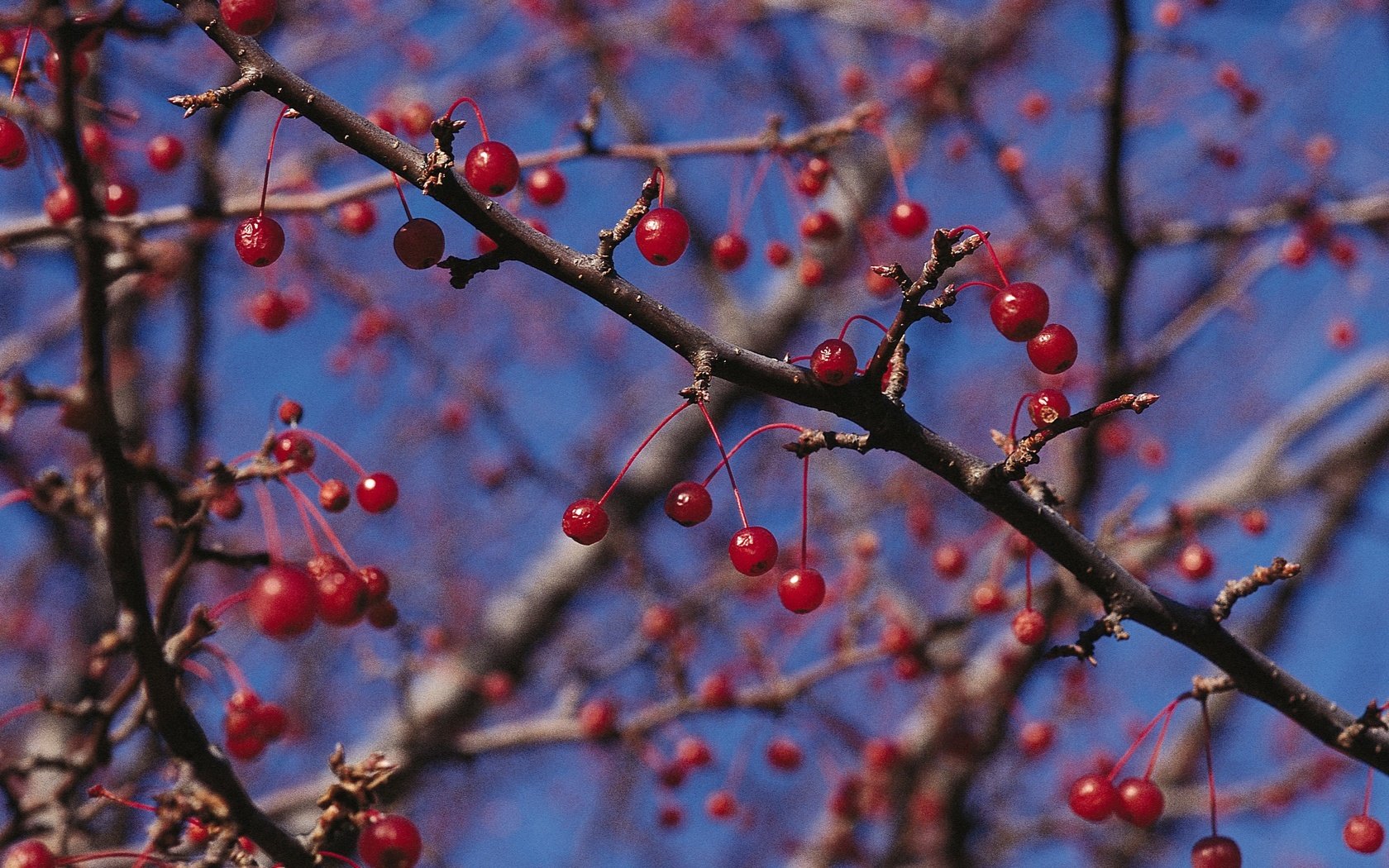 Обои природа, ветки, красные, ягоды, nature, branches, red, berries разрешение 2950x2094 Загрузить