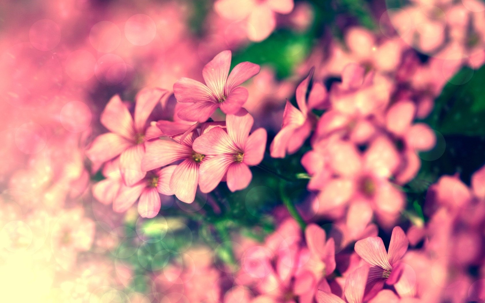 Обои цветы, лепестки, розовые, крупный план, боке, герань, flowers, petals, pink, close-up, bokeh, geranium разрешение 2560x1600 Загрузить