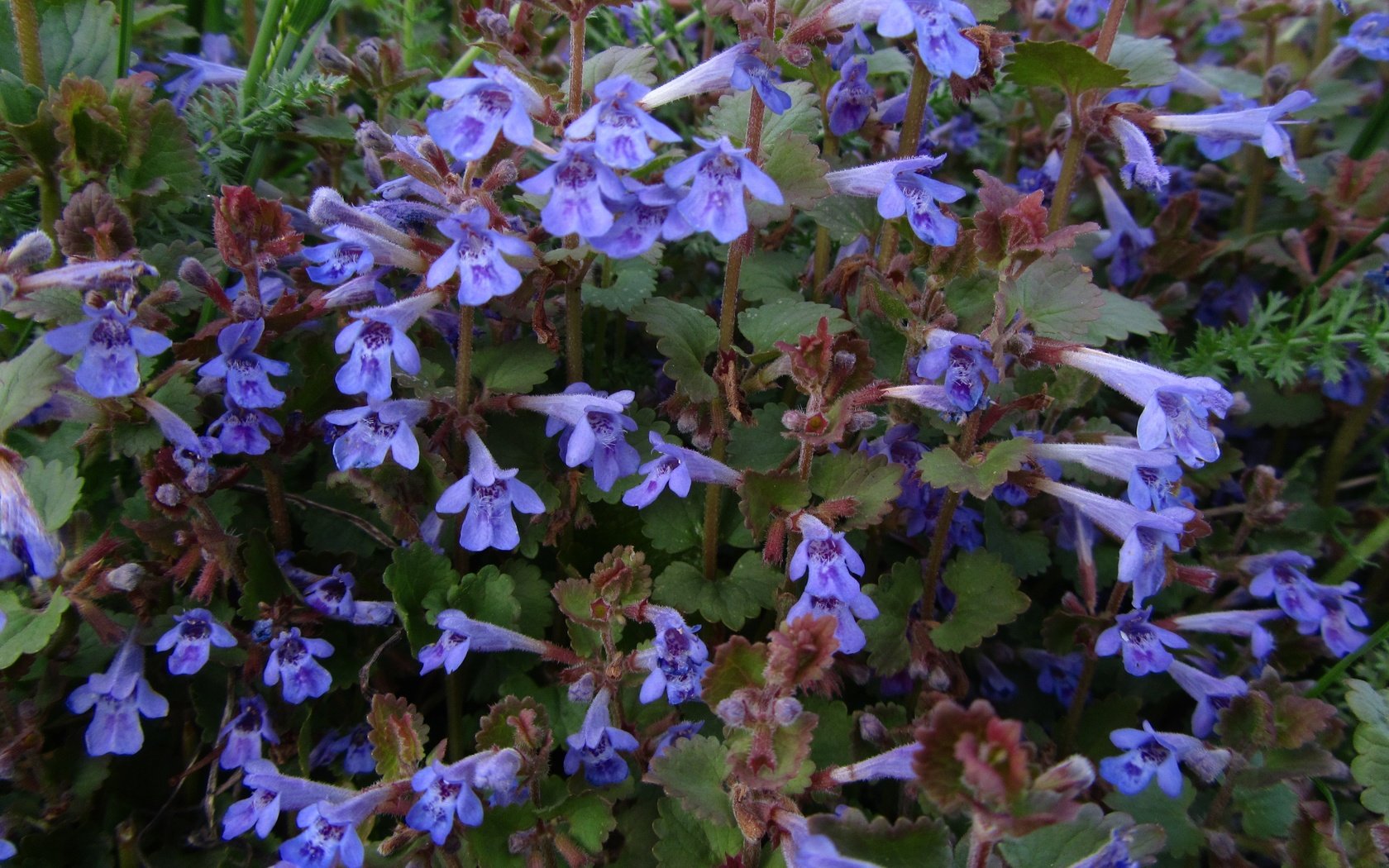 Обои цветы, листья, лепестки, будра, будра плющевидная, flowers, leaves, petals разрешение 4320x3240 Загрузить