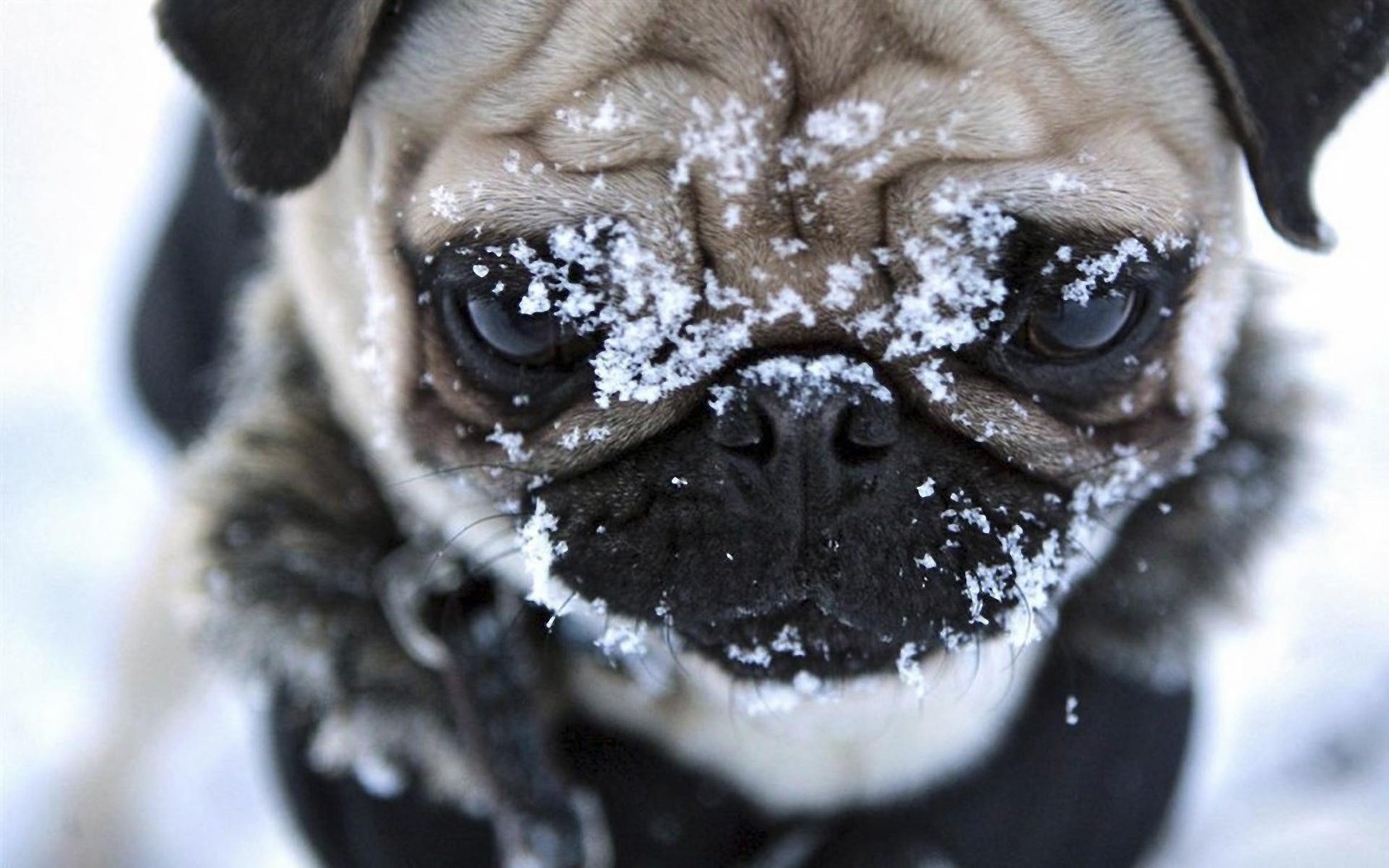 Обои снег, мордочка, взгляд, собака, мопс, snow, muzzle, look, dog, pug разрешение 1920x1200 Загрузить