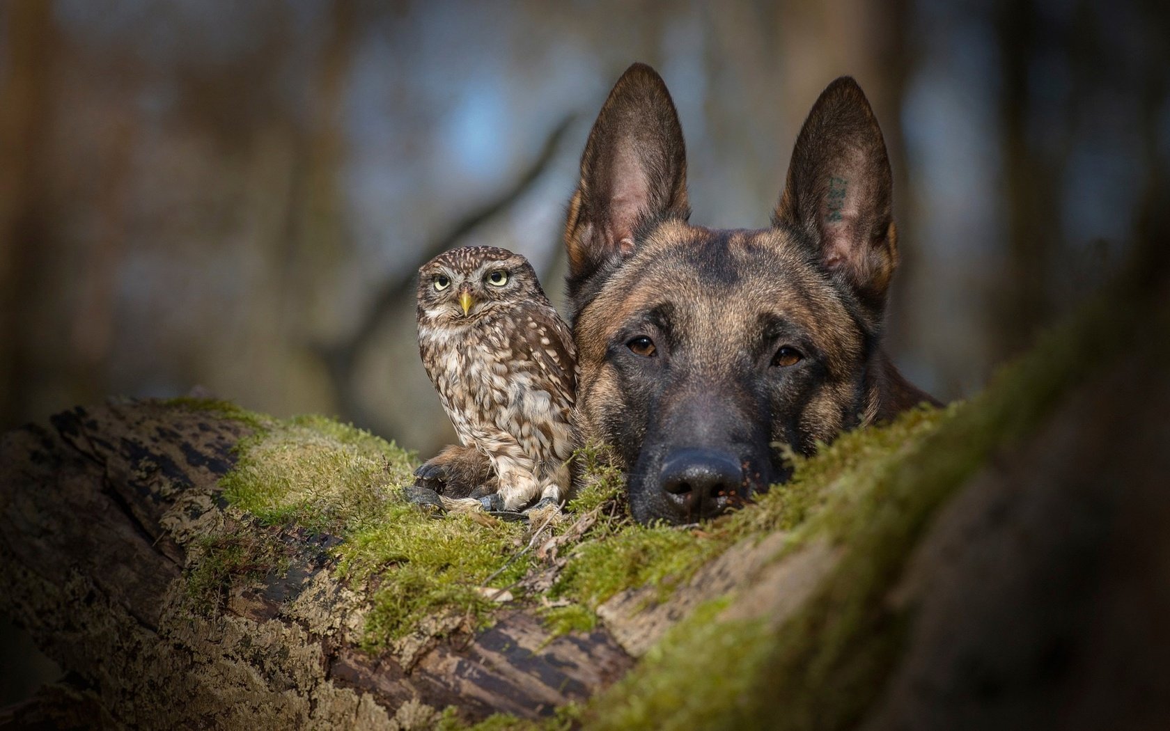 Обои сова, бельгийская овчарка, взгляд, tanja brandt, tanja brandt., собака, птица, друзья, овчарка, совенок, малинуа, owl, belgian shepherd, look, dog, bird, friends, shepherd, owlet, malinois разрешение 1920x1200 Загрузить