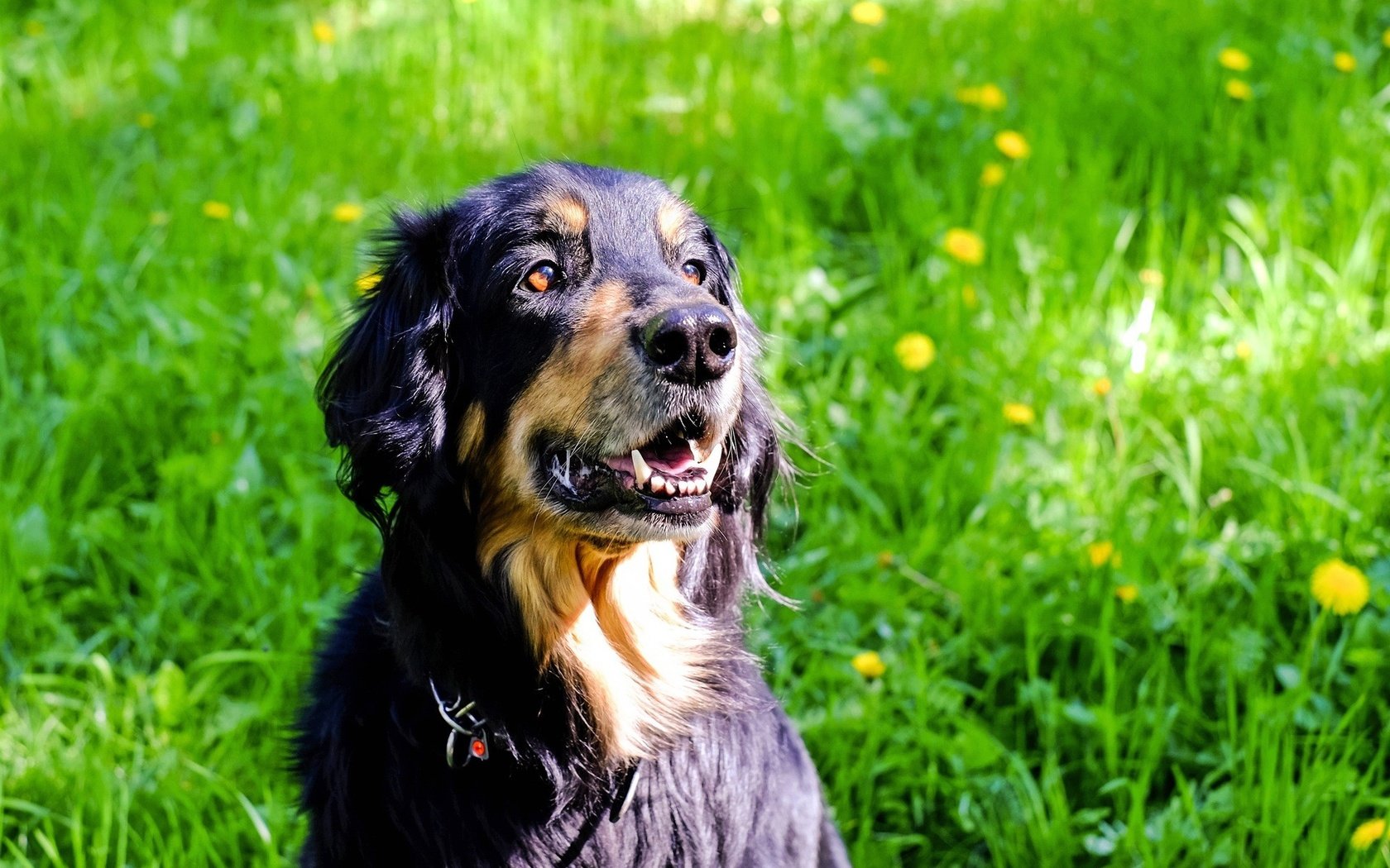 Обои трава, мордочка, взгляд, собака, одуванчики, ховаварт, grass, muzzle, look, dog, dandelions, hovawart разрешение 1920x1281 Загрузить