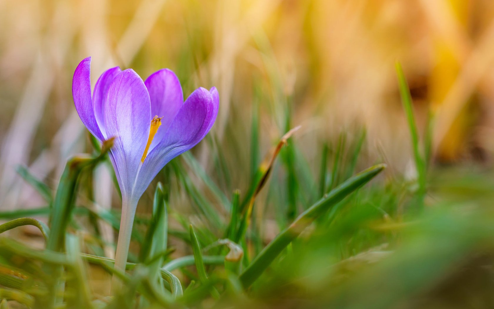 Обои трава, природа, цветок, лепестки, размытость, весна, крокус, grass, nature, flower, petals, blur, spring, krokus разрешение 1920x1200 Загрузить