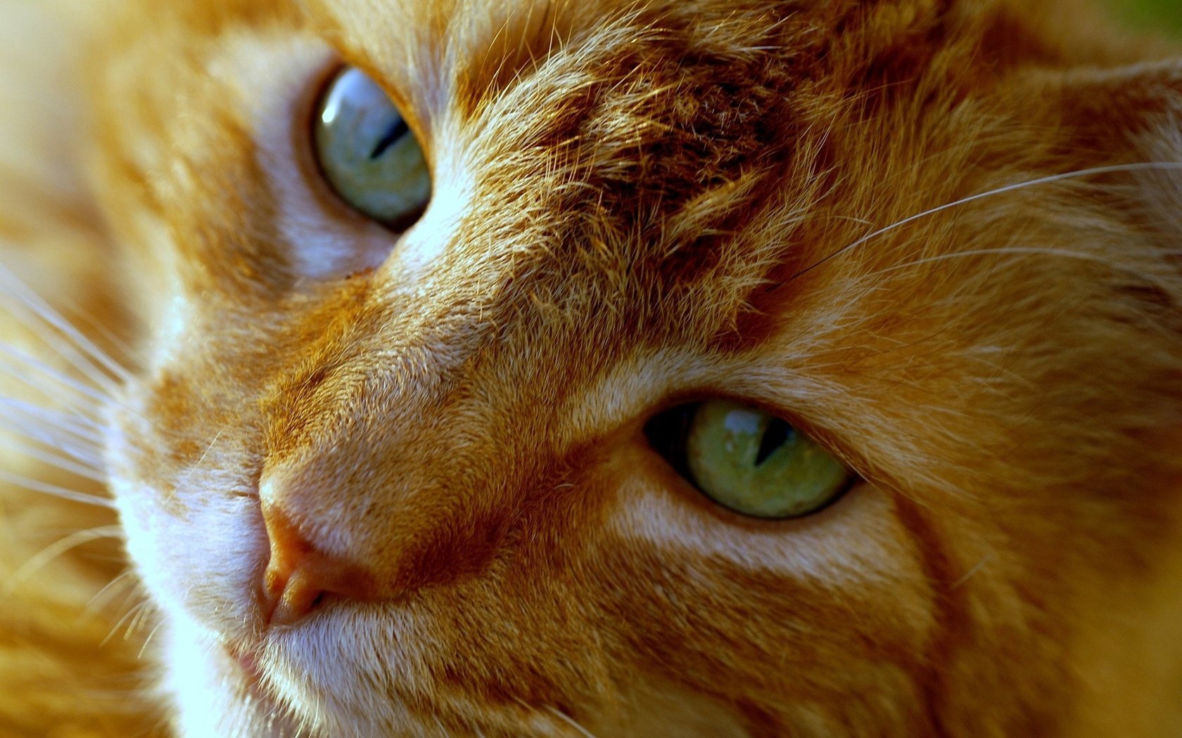Обои глаза, кот, мордочка, усы, кошка, взгляд, рыжий, eyes, cat, muzzle, mustache, look, red разрешение 1920x1200 Загрузить