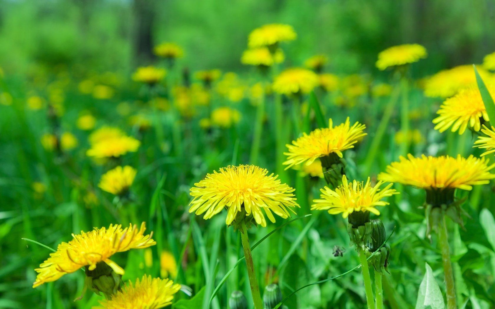 Обои цветы, природа, размытость, одуванчики, желтые, flowers, nature, blur, dandelions, yellow разрешение 3840x2400 Загрузить