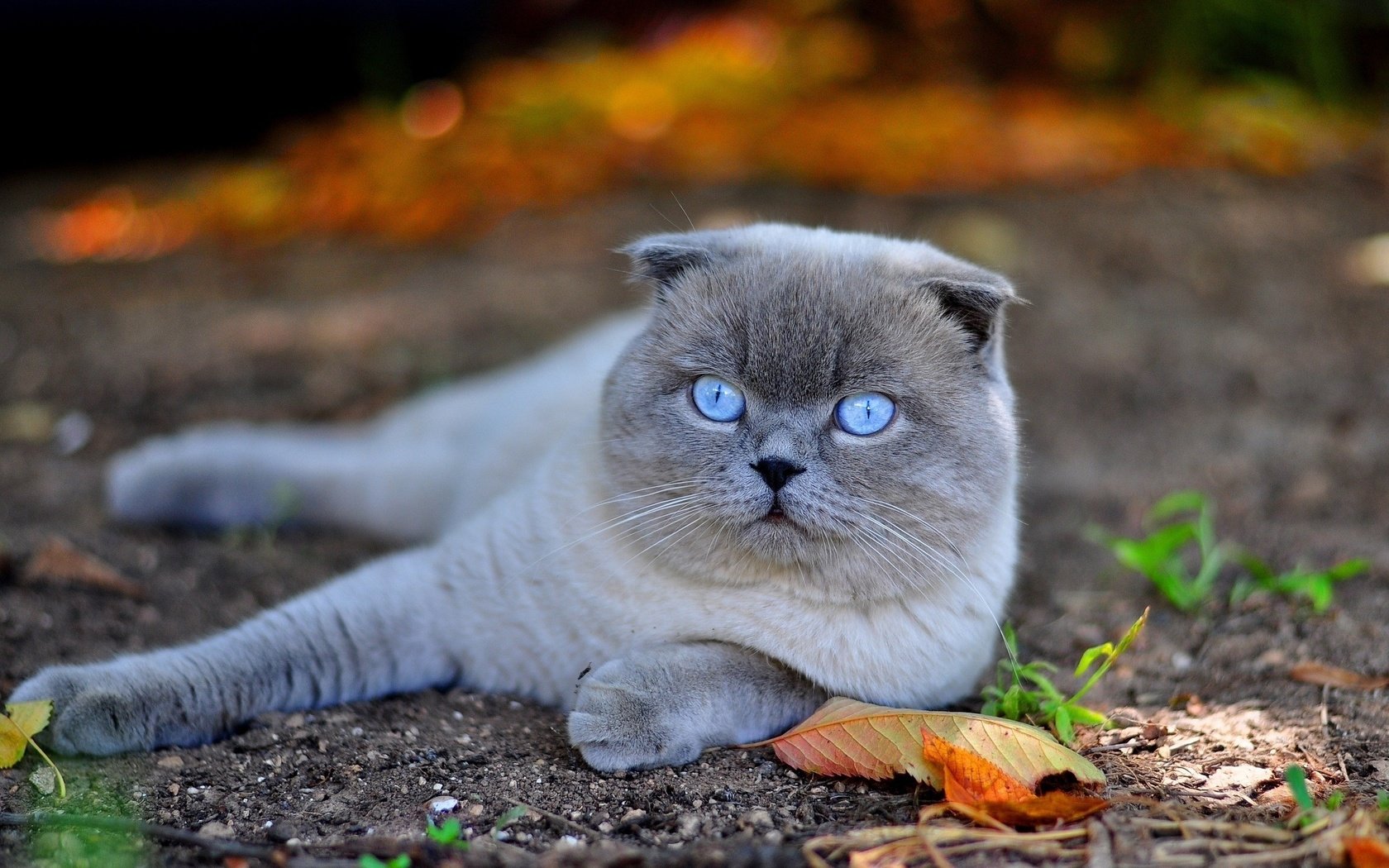 Обои кот, мордочка, кошка, взгляд, голубые глаза, лапки, шотландская вислоухая, осенний лист, cat, muzzle, look, blue eyes, legs, scottish fold разрешение 2560x1600 Загрузить
