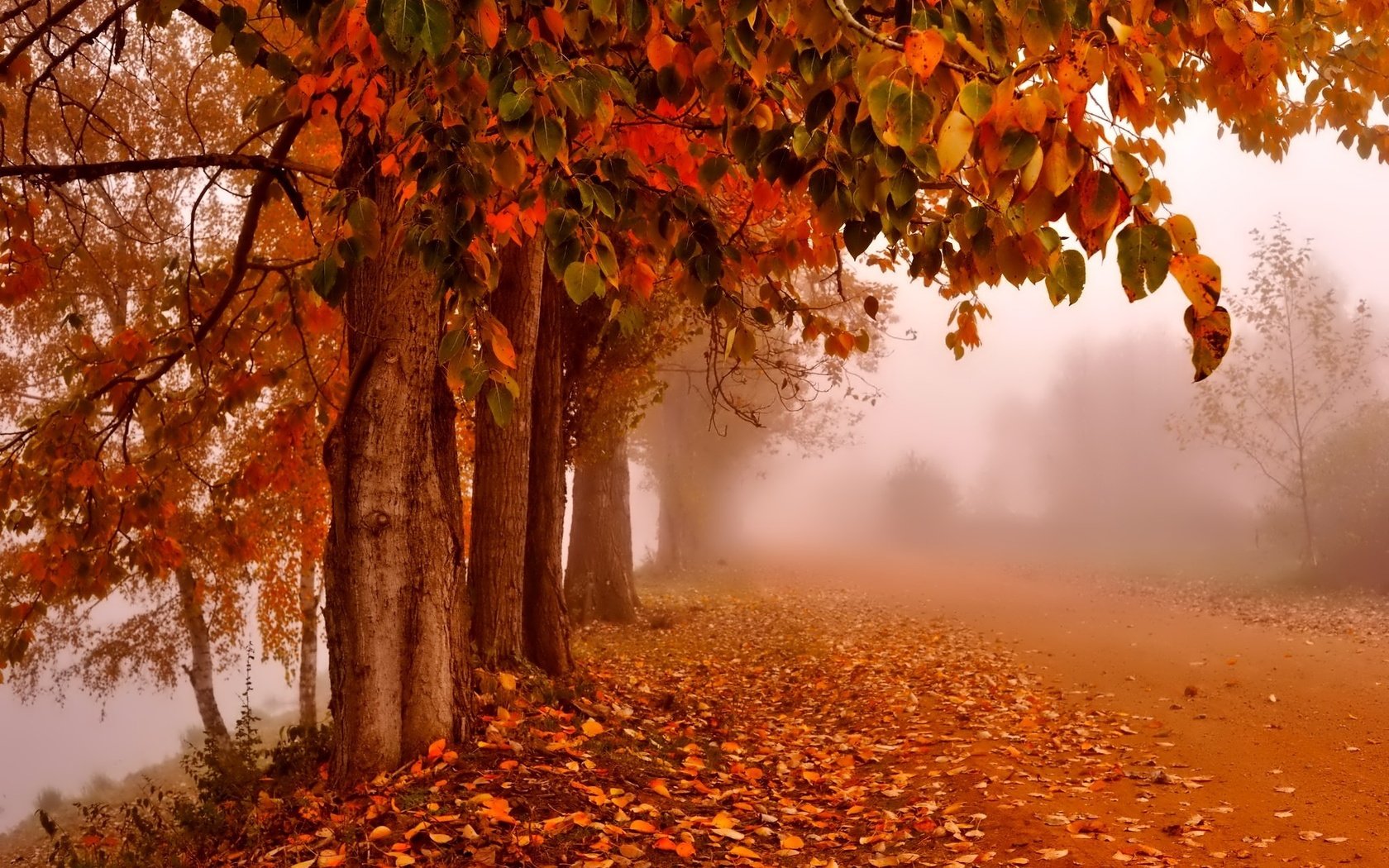 Обои дорога, деревья, природа, туман, стволы, листва, осень, road, trees, nature, fog, trunks, foliage, autumn разрешение 2048x1363 Загрузить