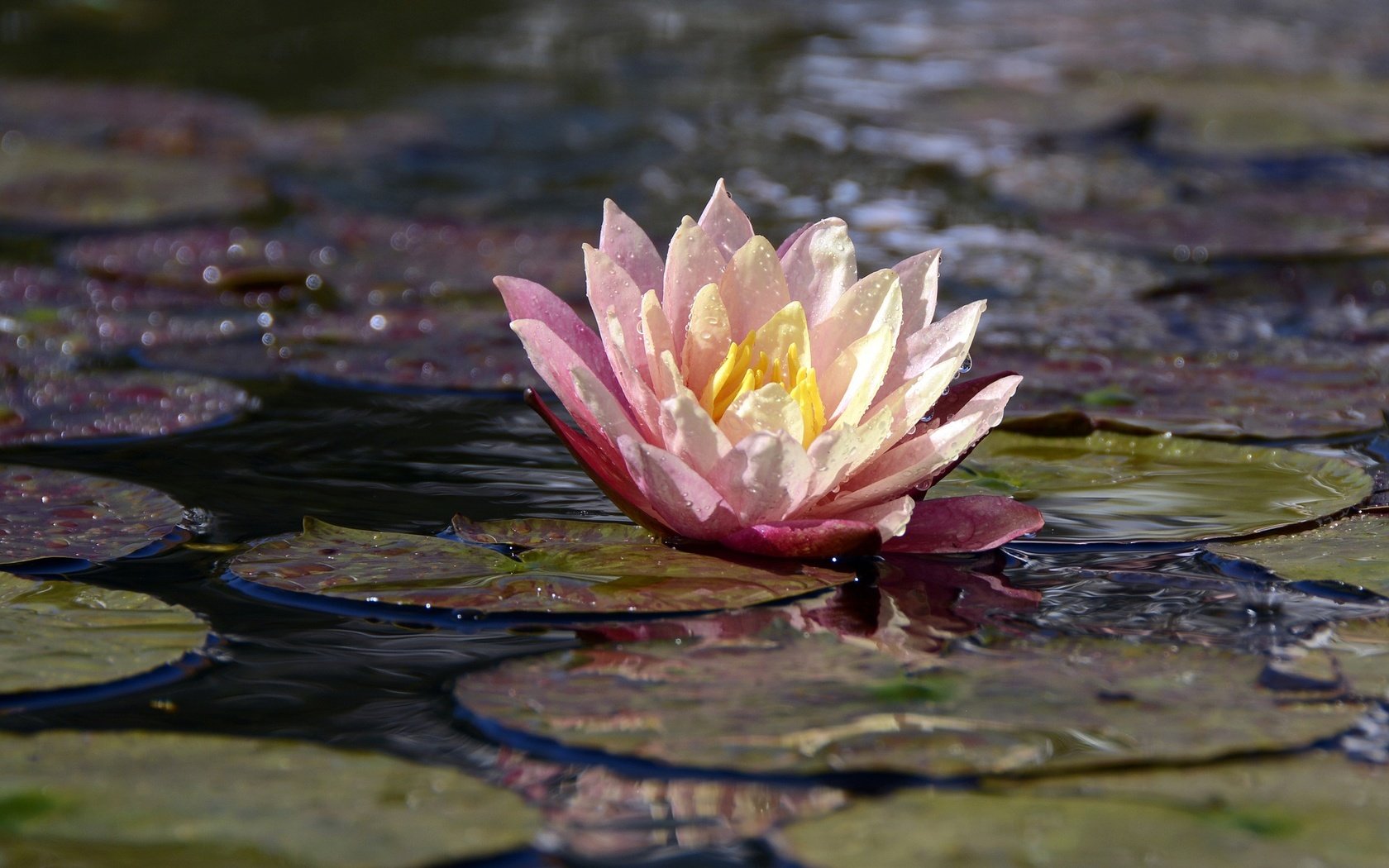 Обои макро, цветок, лепестки, кувшинка, водяная лилия, macro, flower, petals, lily, water lily разрешение 1920x1280 Загрузить