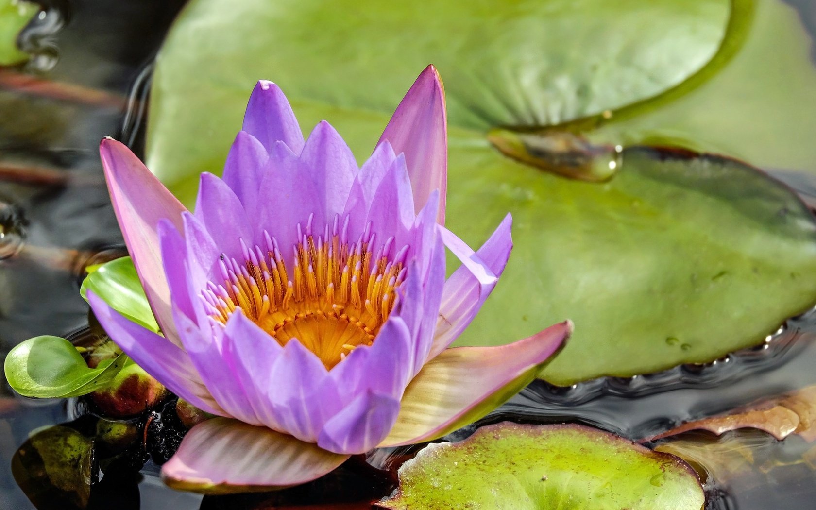 Обои вода, цветок, лилия, кувшинка, нимфея, водяная лилия, water, flower, lily, nymphaeum, water lily разрешение 1920x1280 Загрузить