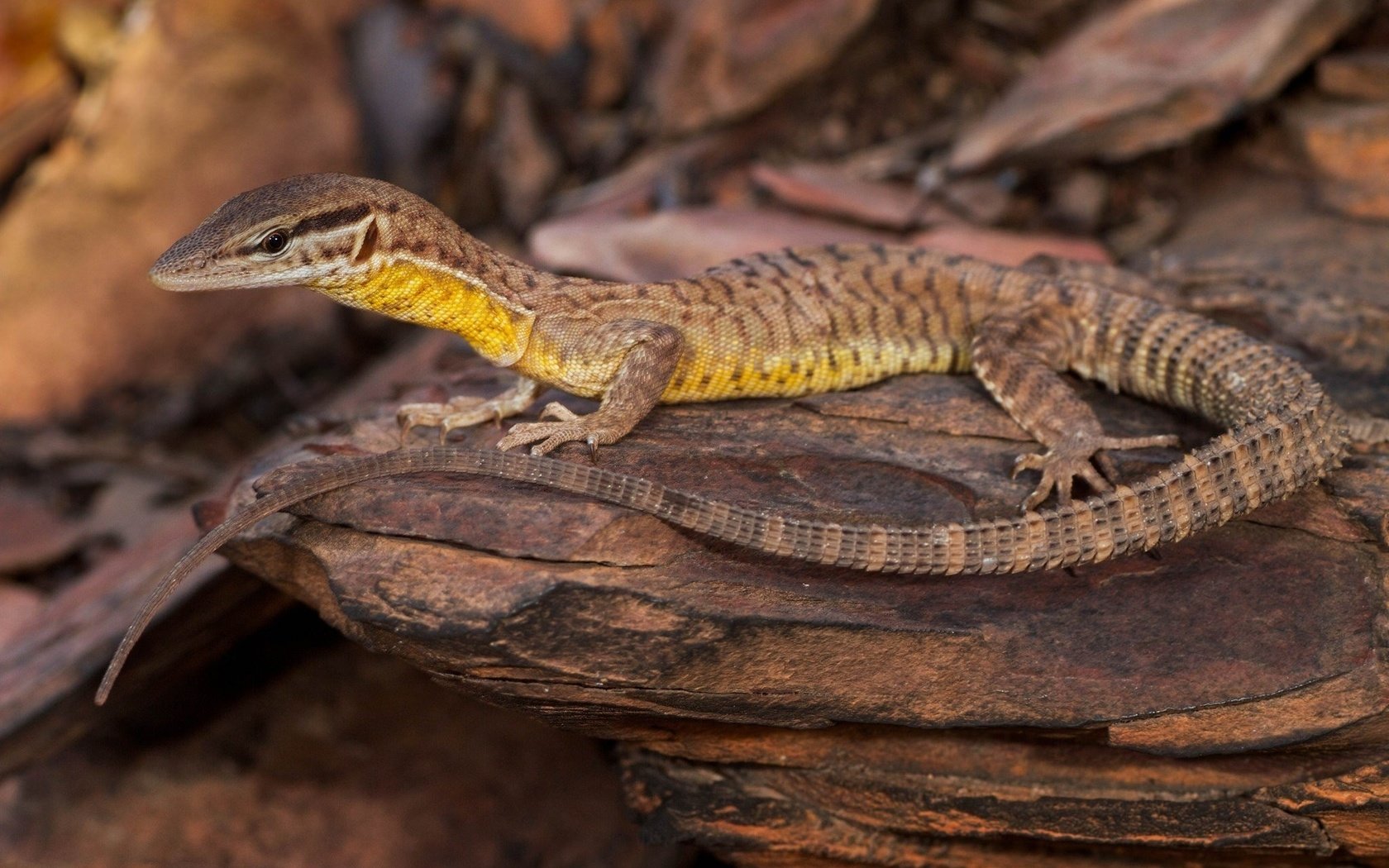 Обои природа, ящерица, камень, рептилия, nature, lizard, stone, reptile разрешение 2048x1365 Загрузить