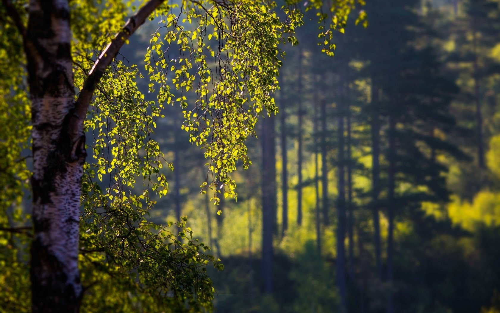 Обои деревья, природа, лес, листья, ветки, береза, боке, trees, nature, forest, leaves, branches, birch, bokeh разрешение 1920x1200 Загрузить