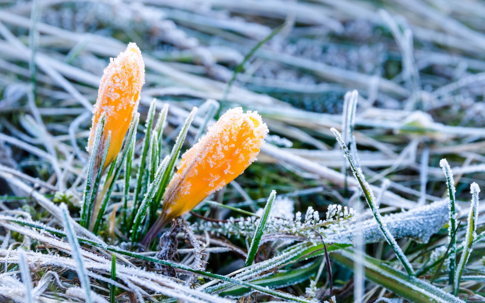 Обои цветы, трава, иней, весна, крокусы, flowers, grass, frost, spring, crocuses разрешение 1920x1200 Загрузить