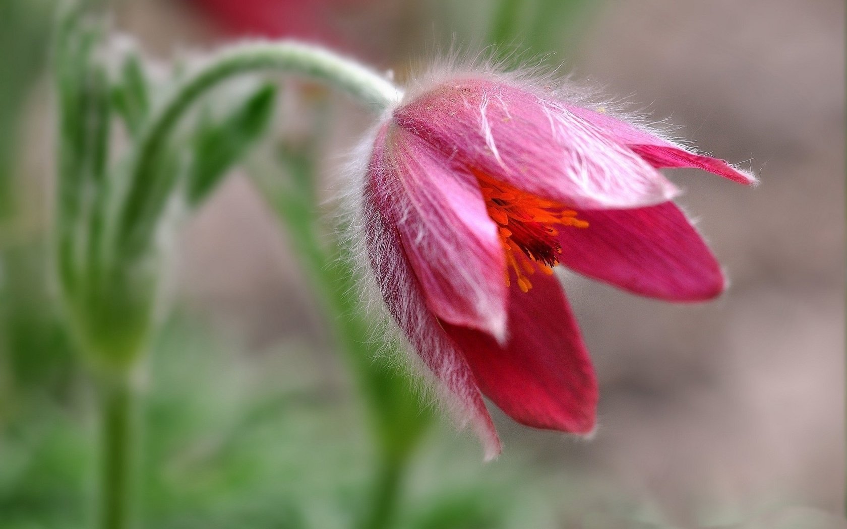 Обои макро, цветок, боке, сон-трава, прострел, macro, flower, bokeh, sleep-grass, cross разрешение 2048x1332 Загрузить