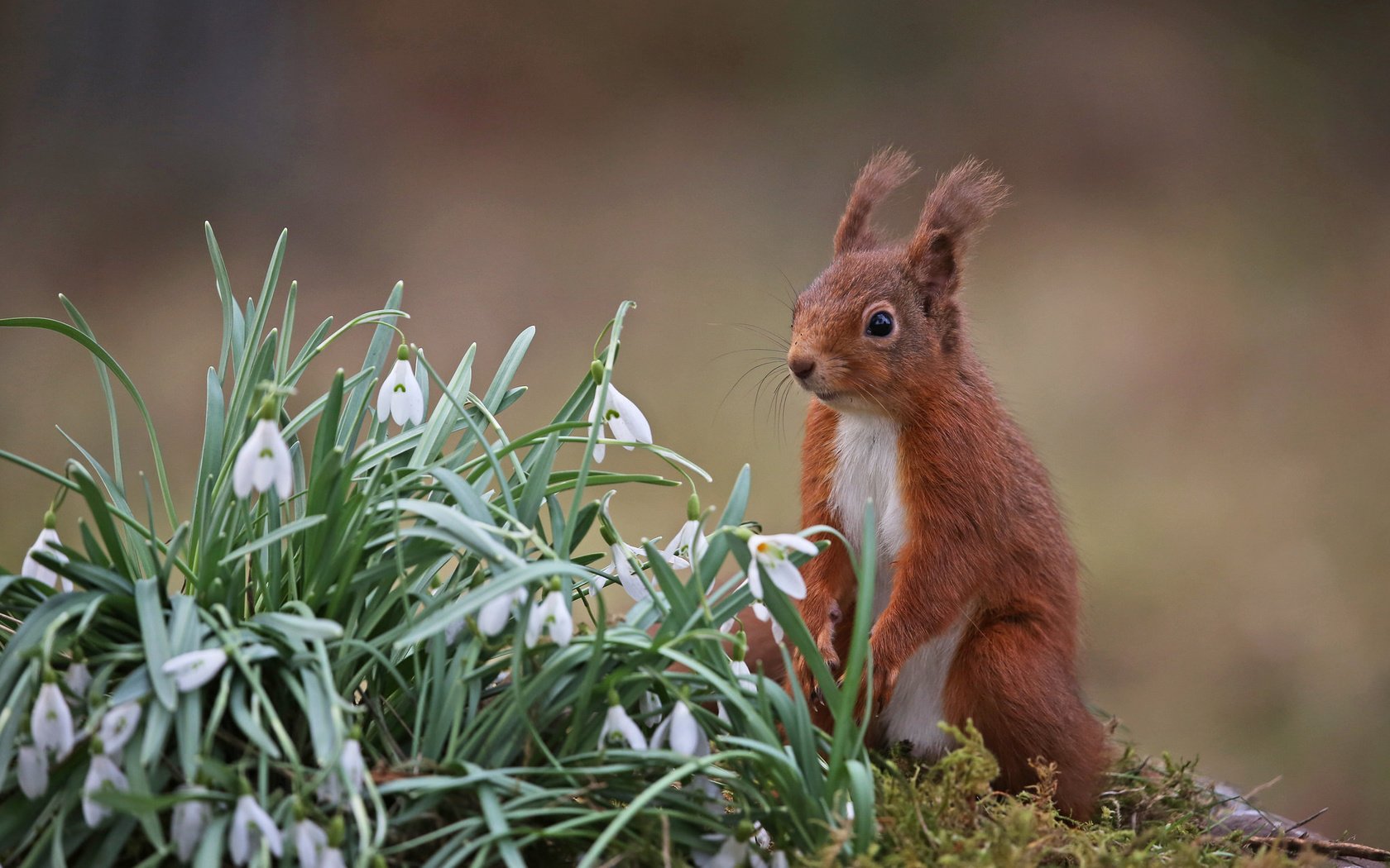 Обои цветы, природа, весна, белка, подснежники, грызун, flowers, nature, spring, protein, snowdrops, rodent разрешение 2048x1266 Загрузить