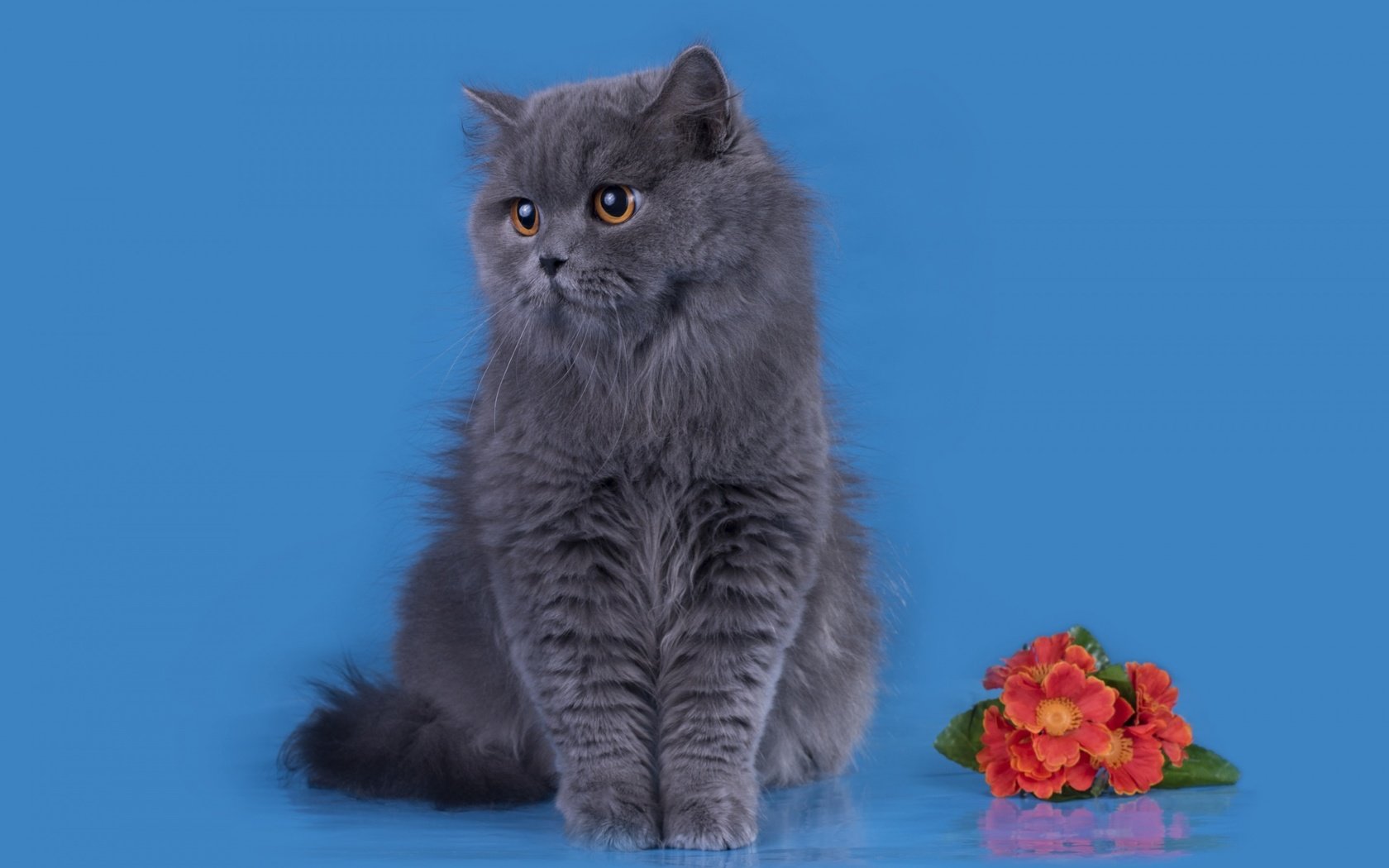 Обои цветы, кошка, британец, длинношерстная, британская длинношёрстная кошка, flowers, cat, british, longhair, british longhair cat разрешение 2880x1800 Загрузить