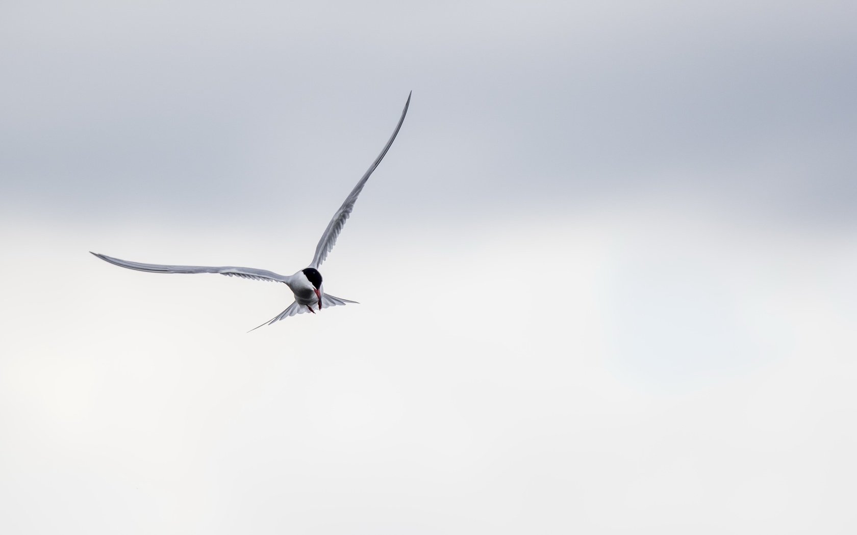 Обои полет, крылья, птица, клюв, перья, крачка, flight, wings, bird, beak, feathers, tern разрешение 2683x1440 Загрузить