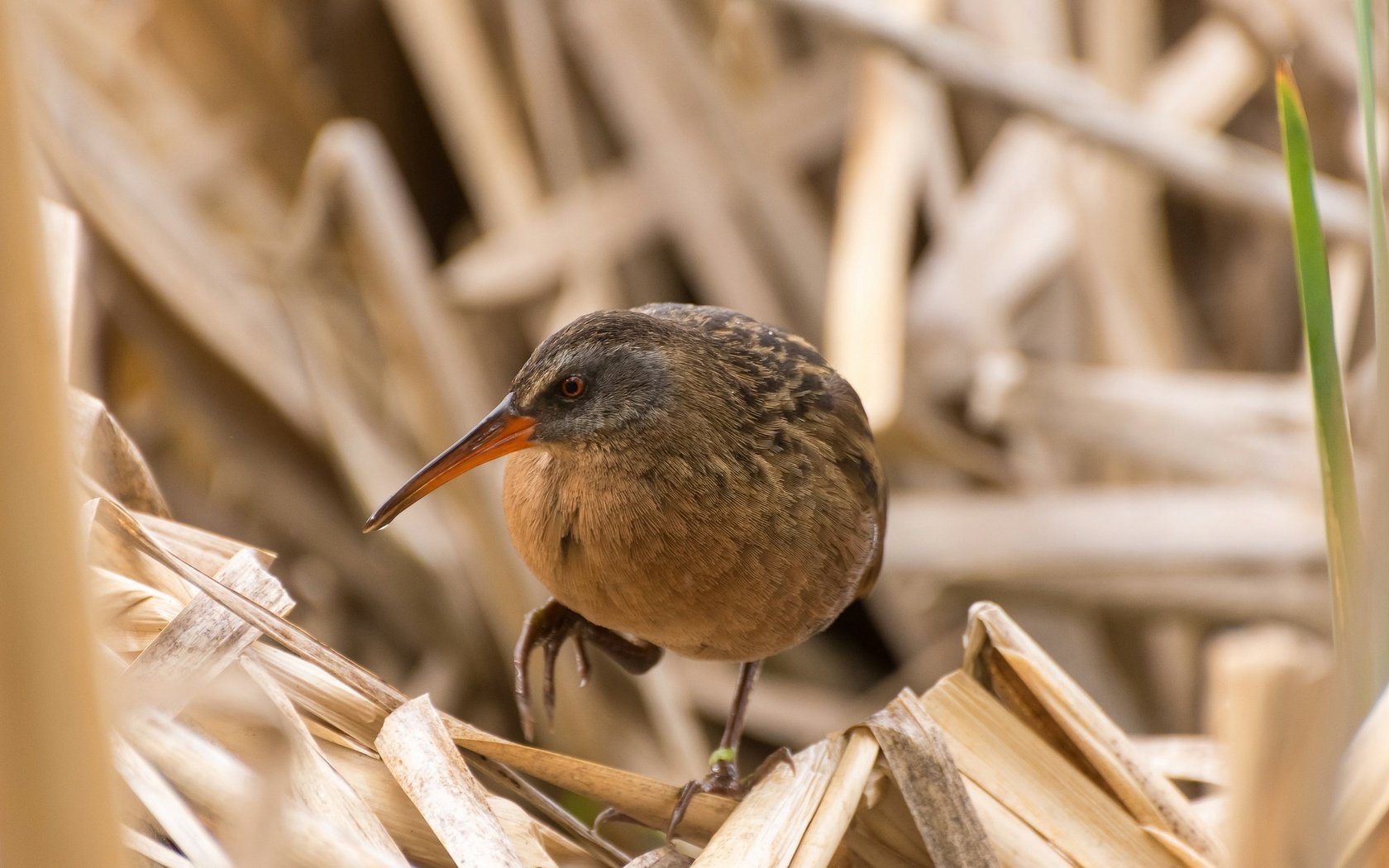 Обои птица, клюв, водяной пастушок, пастушок, сухая трава, bird, beak, water boy, shepherd, dry grass разрешение 2048x1296 Загрузить