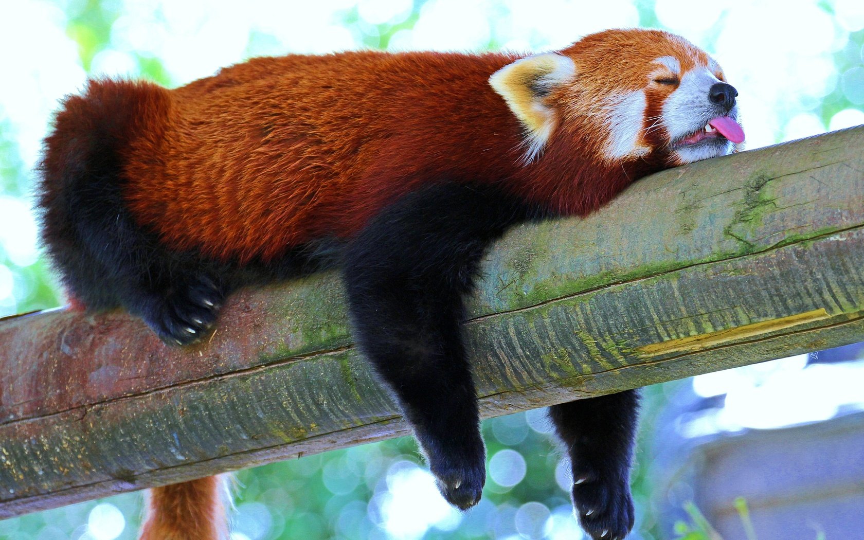 Обои мордочка, панда, сон, отдых, язык, лапки, красная панда, малая панда, muzzle, panda, sleep, stay, language, legs, red panda разрешение 5184x3456 Загрузить