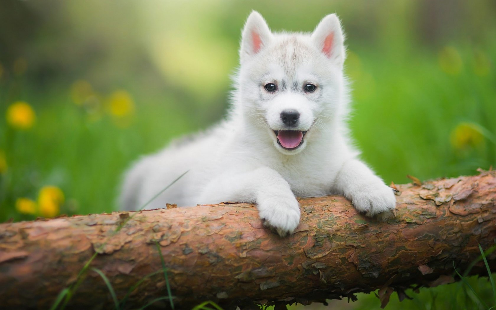 Обои трава, дерево, зелень, щенок, хаски, язык, бревно, лужайка, grass, tree, greens, puppy, husky, language, log, lawn разрешение 2048x1152 Загрузить