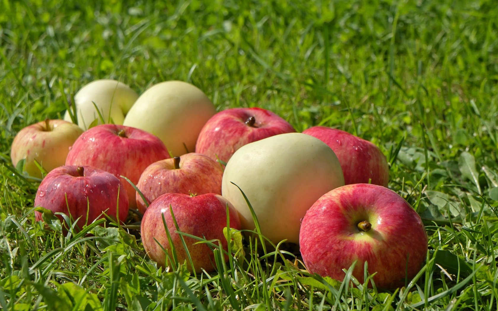 Обои трава, фрукты, яблоки, плоды, трава. z, kjrb, grass, fruit, apples, grass. z разрешение 2560x1600 Загрузить