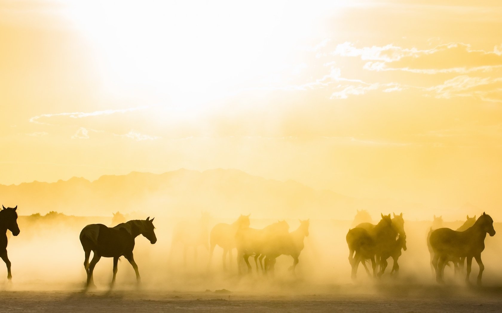 Обои утро, туман, лошади, кони, табун, солнечный свет, morning, fog, horse, horses, the herd, sunlight разрешение 2843x1440 Загрузить