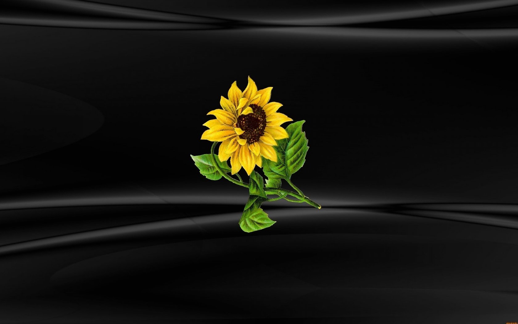 Обои цветок, подсолнух, черный фон, винда, windows 10, flower, sunflower, black background, windows разрешение 1920x1080 Загрузить