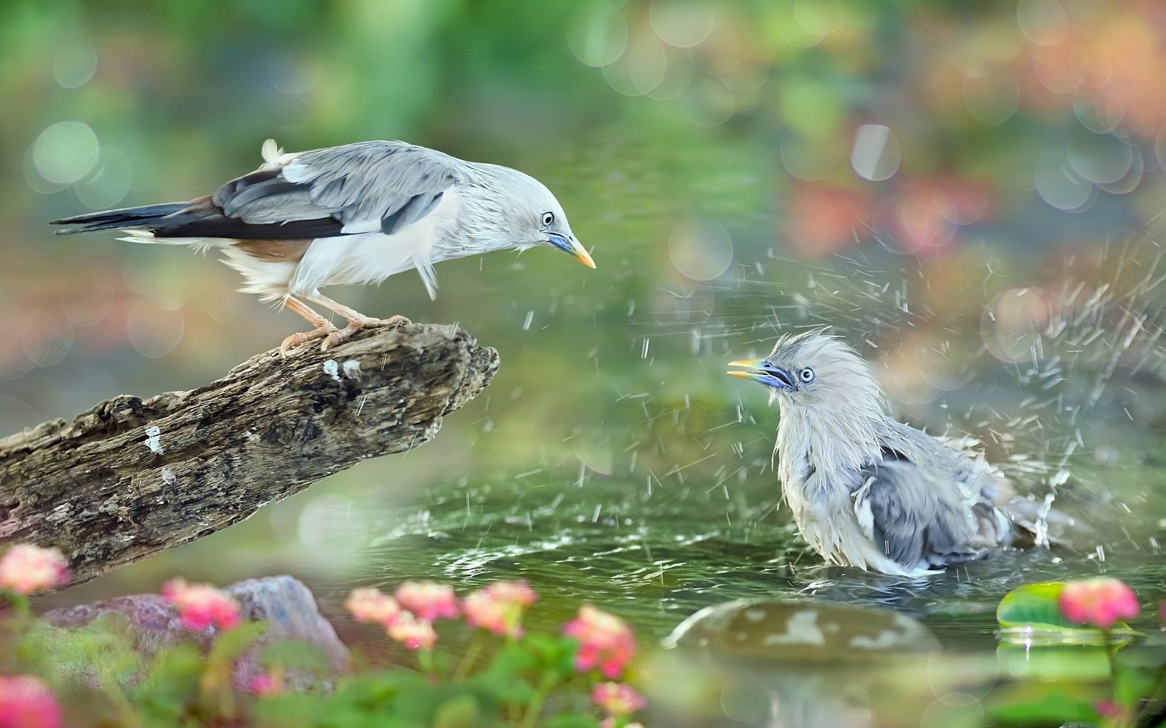 Обои вода, природа, брызги, птицы, коряга, тропики, sue hsu, water, nature, squirt, birds, snag, tropics разрешение 2048x1365 Загрузить