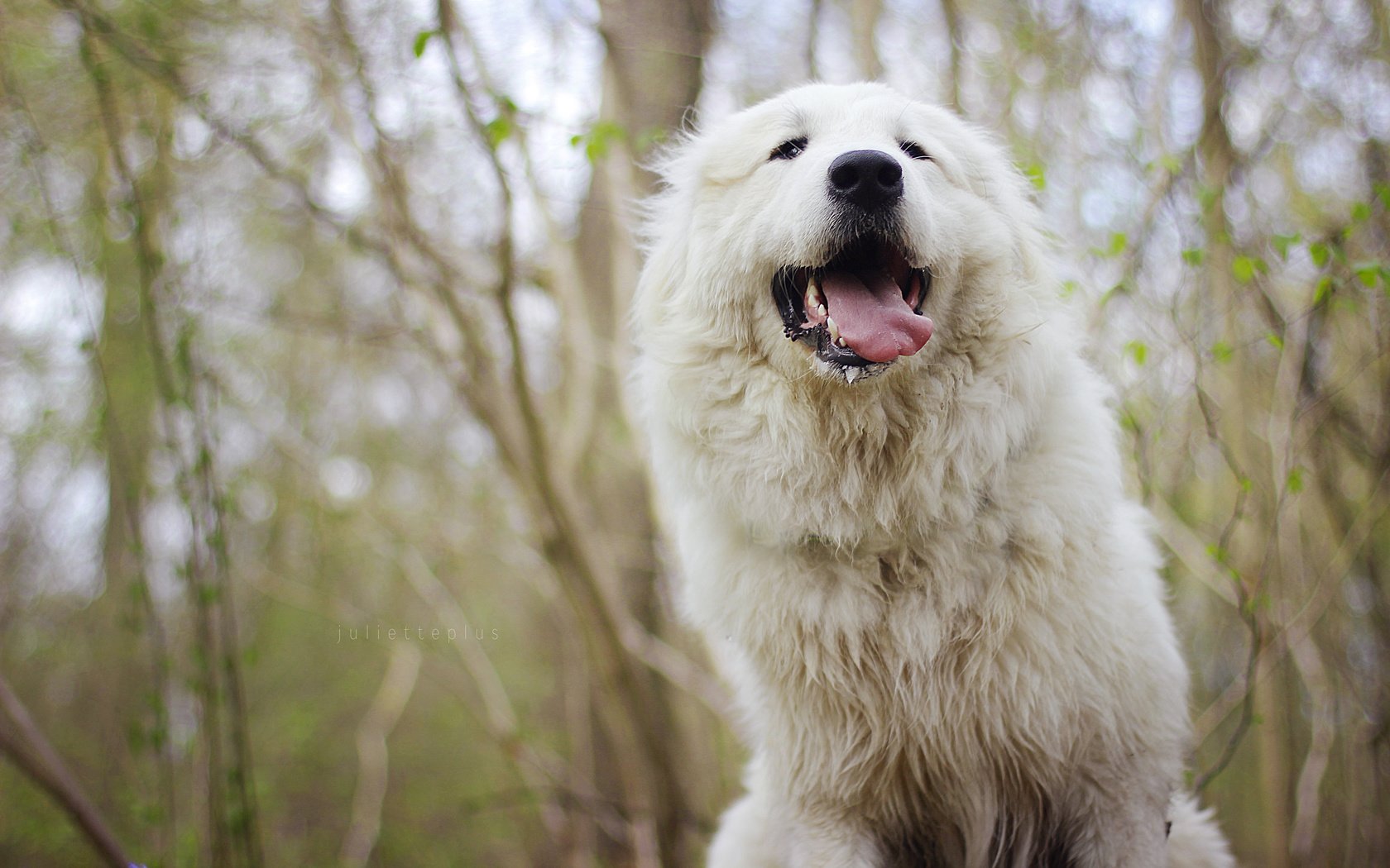 Обои морда, собака, язык, мареммо-абруццкая овчарка, face, dog, language, maremma-abruzzi shepherd разрешение 3840x2400 Загрузить