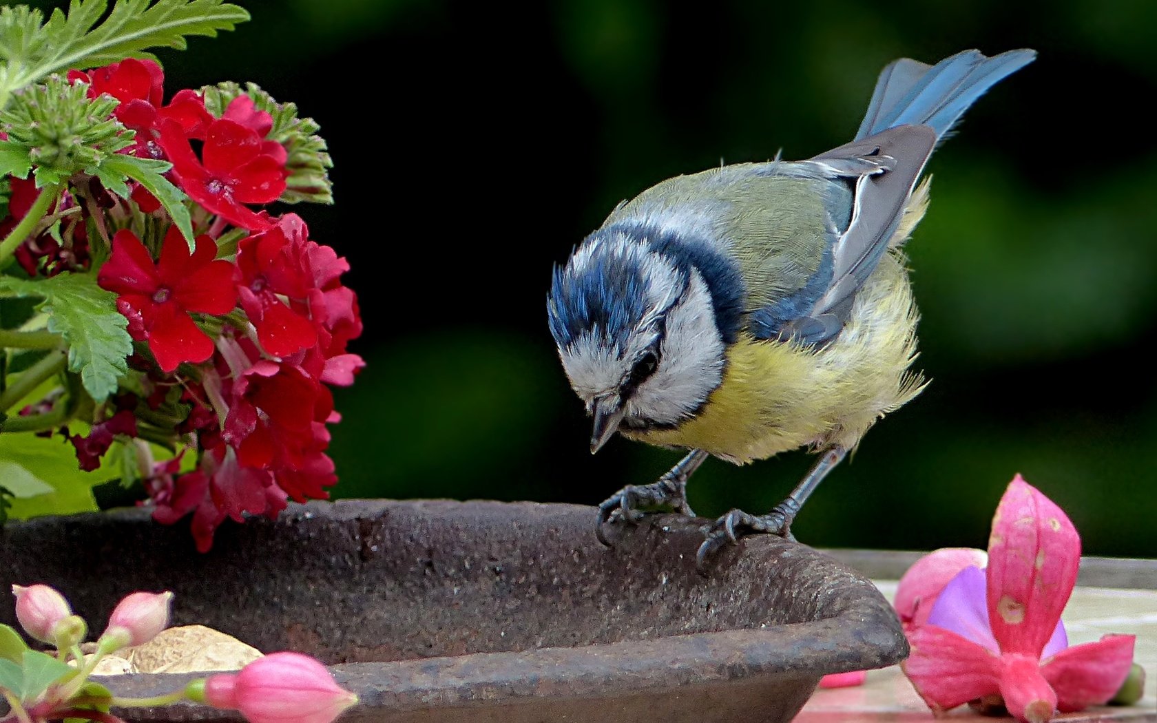 Обои цветы, птица, синица, лазоревка, flowers, bird, tit, blue tit разрешение 2427x1618 Загрузить