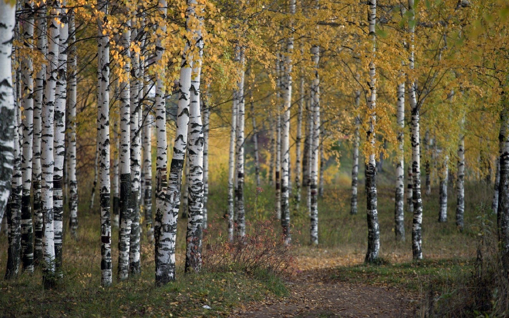 Обои деревья, природа, лес, осень, береза, роща, trees, nature, forest, autumn, birch, grove разрешение 1920x1192 Загрузить