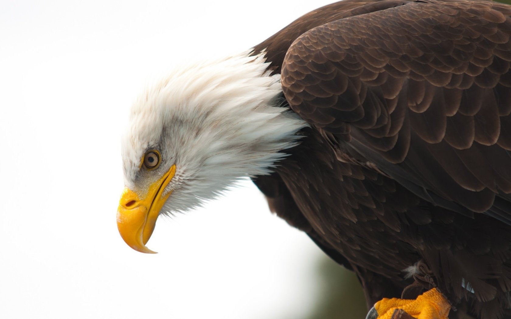 Обои животные, орел, птица, клюв, белоголовый орлан, animals, eagle, bird, beak, bald eagle разрешение 2048x1360 Загрузить