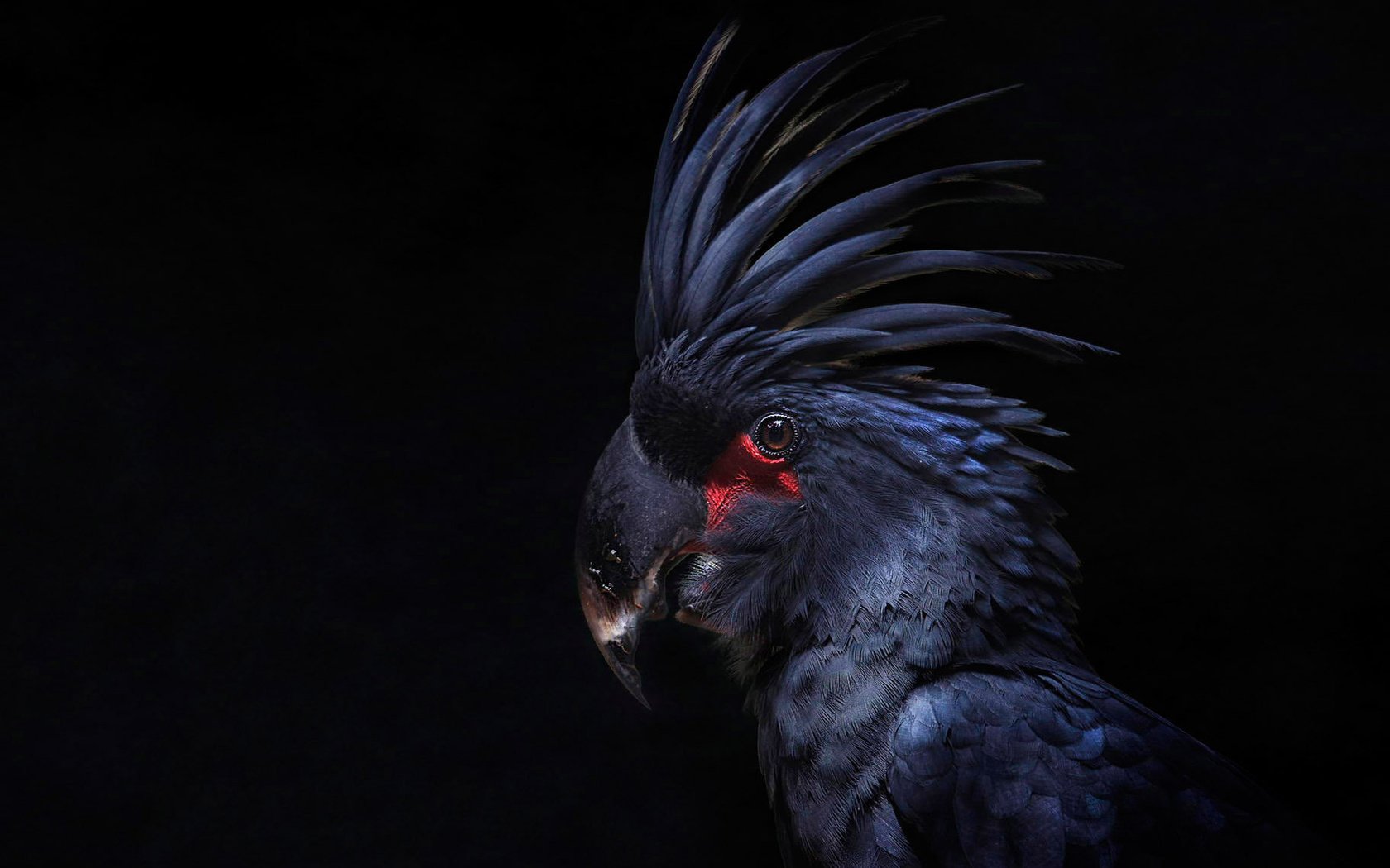 Обои птица, черный фон, перья, попугай, какаду, хохолок, bird, black background, feathers, parrot, cockatoo, crest разрешение 1920x1140 Загрузить