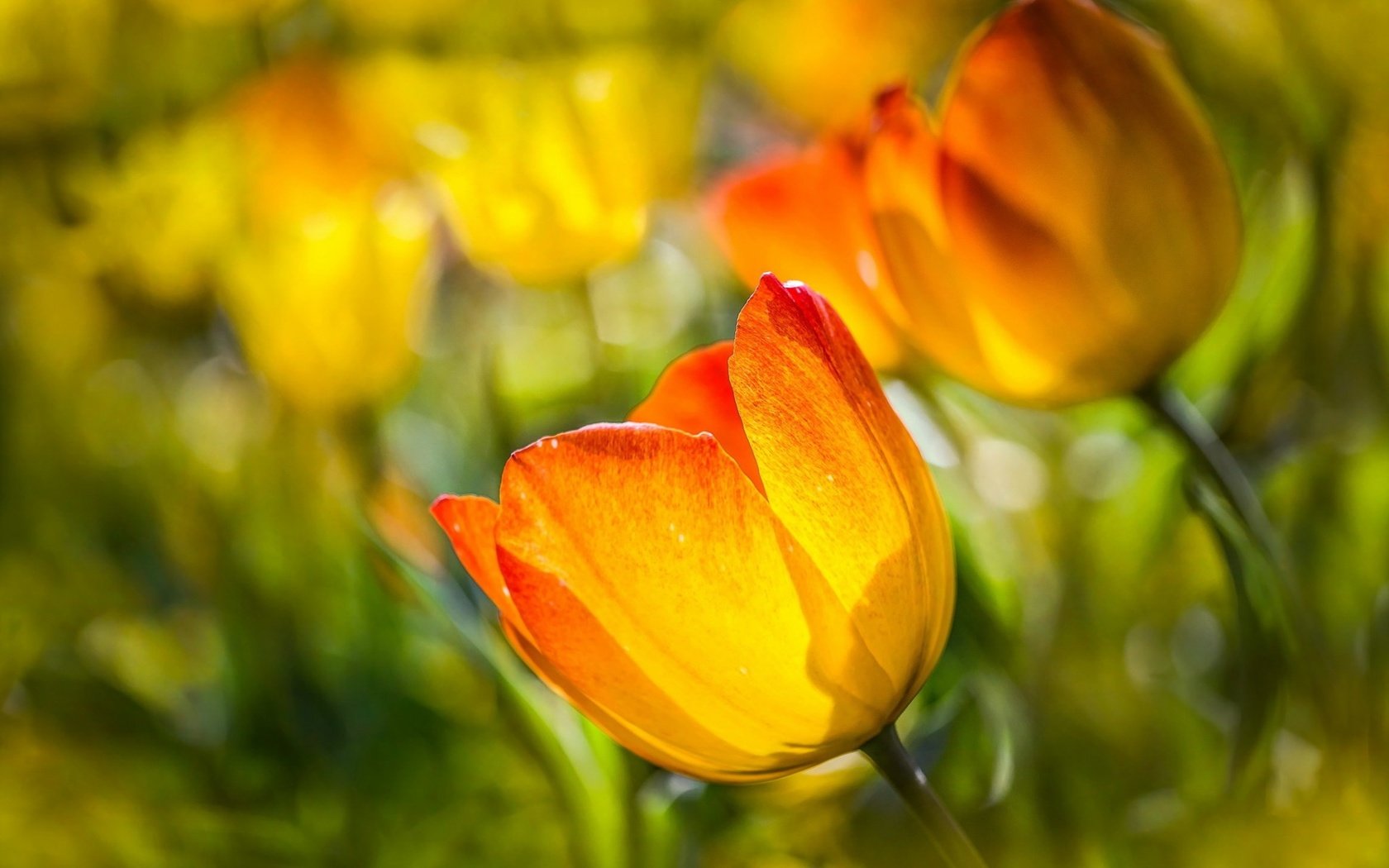 Обои цветы, бутоны, макро, тюльпаны, боке, flowers, buds, macro, tulips, bokeh разрешение 1920x1200 Загрузить