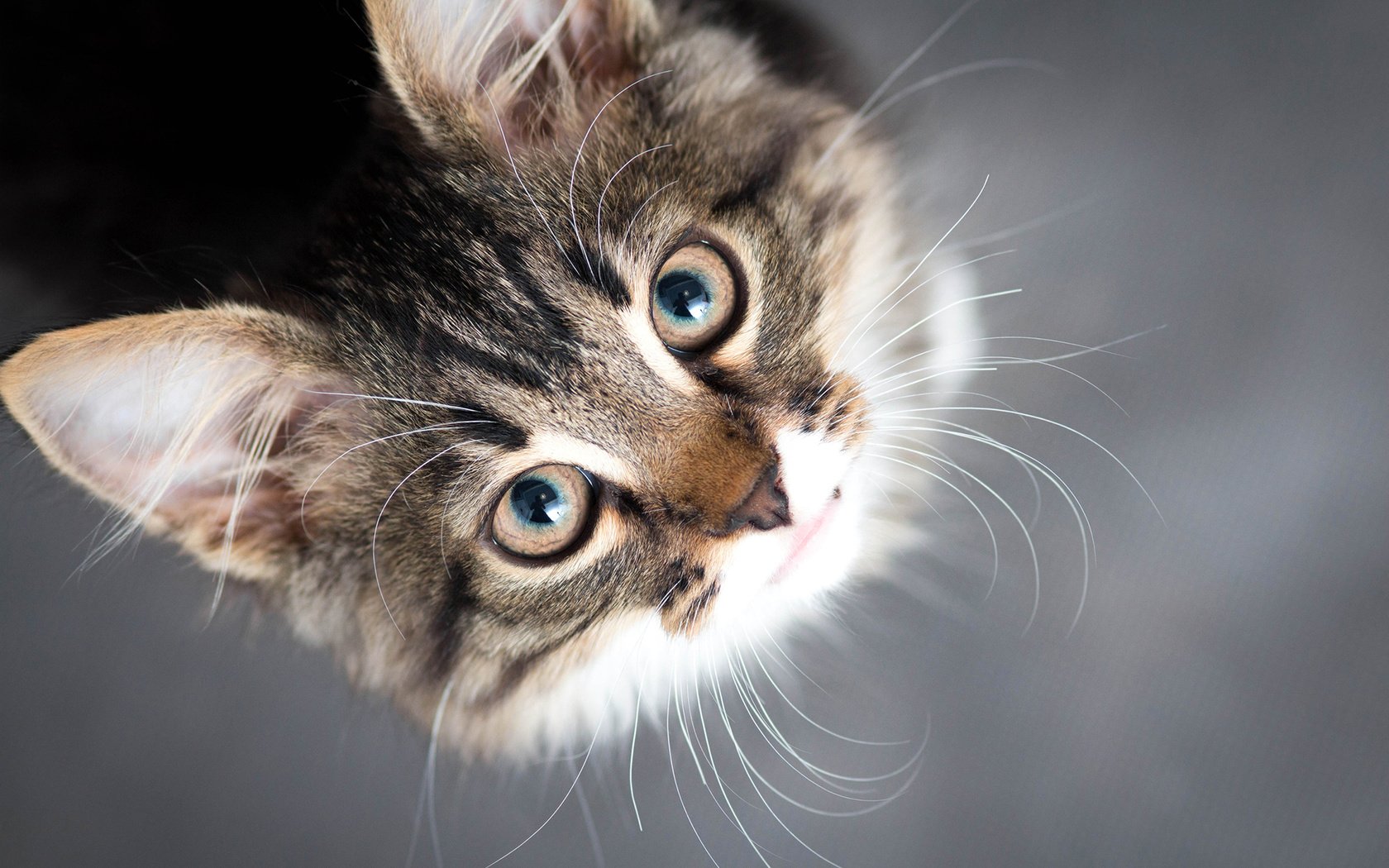 Обои глаза, фон, усы, кошка, взгляд, котенок, eyes, background, mustache, cat, look, kitty разрешение 1920x1200 Загрузить