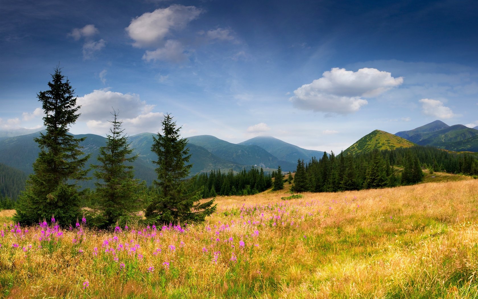 Обои небо, ель, цветы, трава, деревья, горы, природа, елка, склон, the sky, spruce, flowers, grass, trees, mountains, nature, tree, slope разрешение 5348x3689 Загрузить