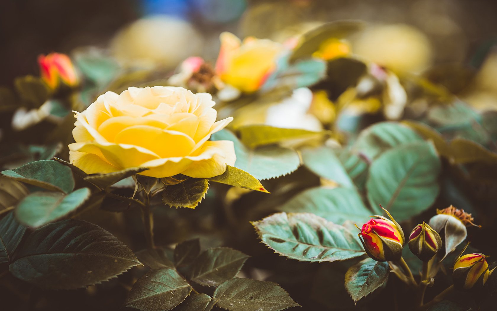 Обои цветы, бутоны, листья, розы, лепестки, жёлтые розы, flowers, buds, leaves, roses, petals, yellow roses разрешение 1920x1200 Загрузить