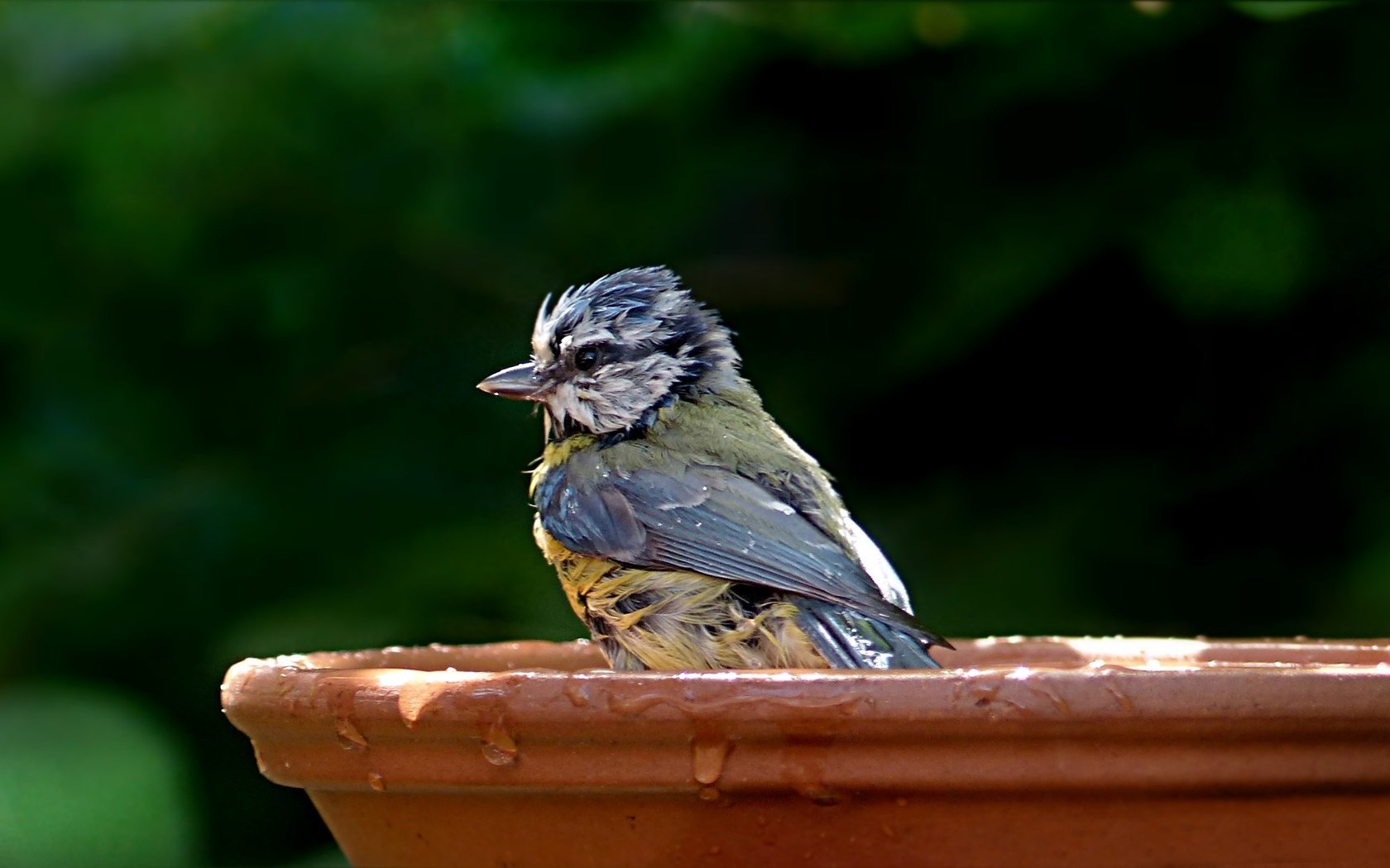 Обои капли, птица, клюв, перья, купание, синица, лазоревка, влда, drops, bird, beak, feathers, bathing, tit, blue tit, vlda разрешение 2771x1457 Загрузить