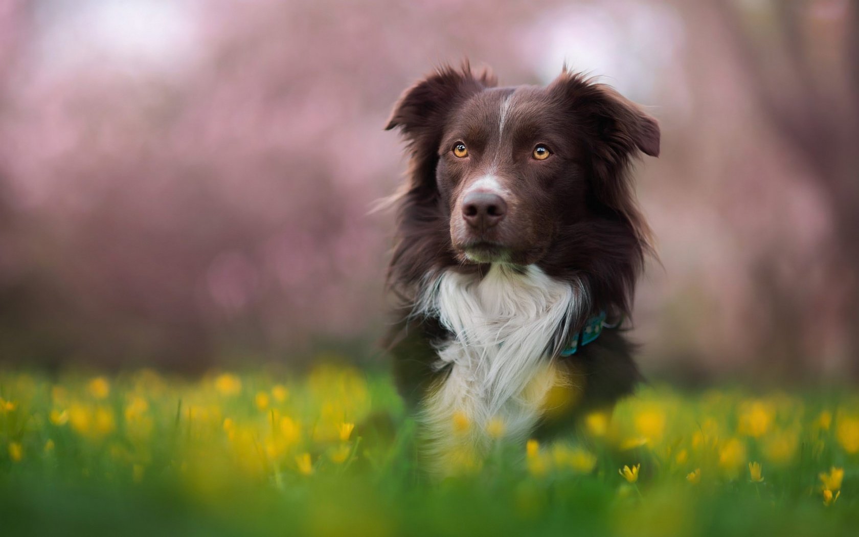 Обои цветы, трава, природа, зелень, собака, луг, пес, бордер-колли, flowers, grass, nature, greens, dog, meadow, the border collie разрешение 2048x1152 Загрузить