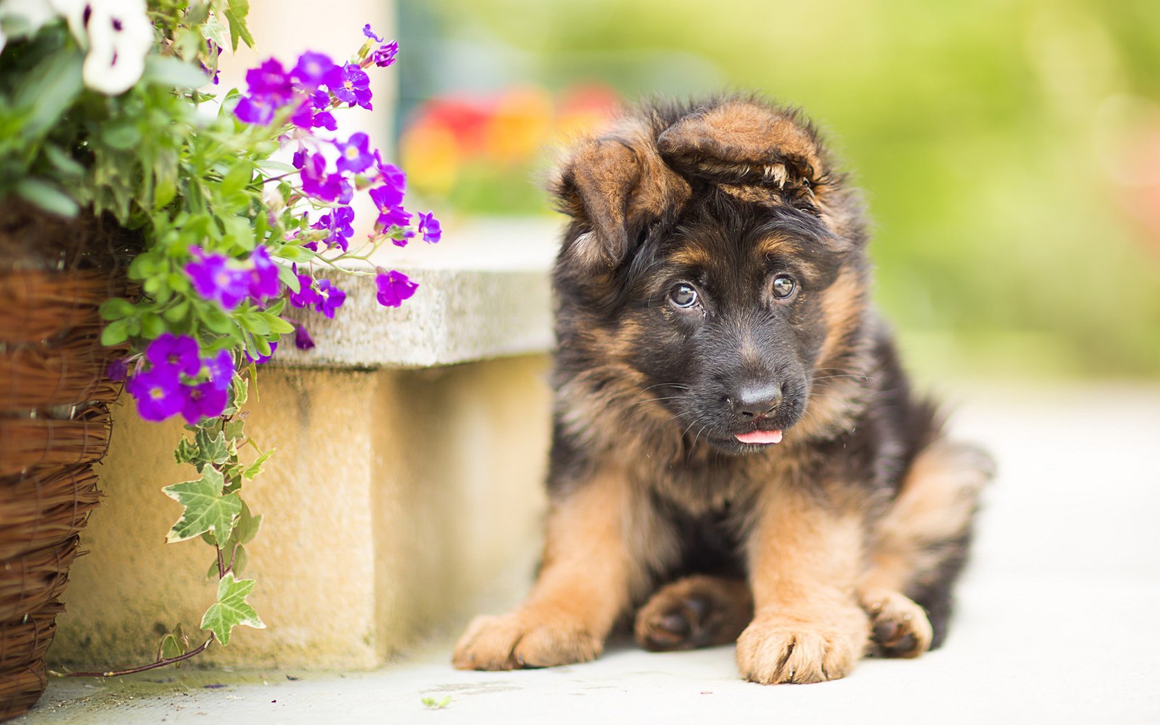 Обои цветы, собака, щенок, немецкая овчарка, flowers, dog, puppy, german shepherd разрешение 1920x1200 Загрузить