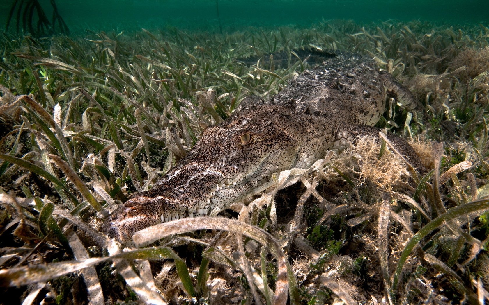 Обои вода, река, дно, крокодил, водоросли, water, river, the bottom, crocodile, algae разрешение 1920x1200 Загрузить