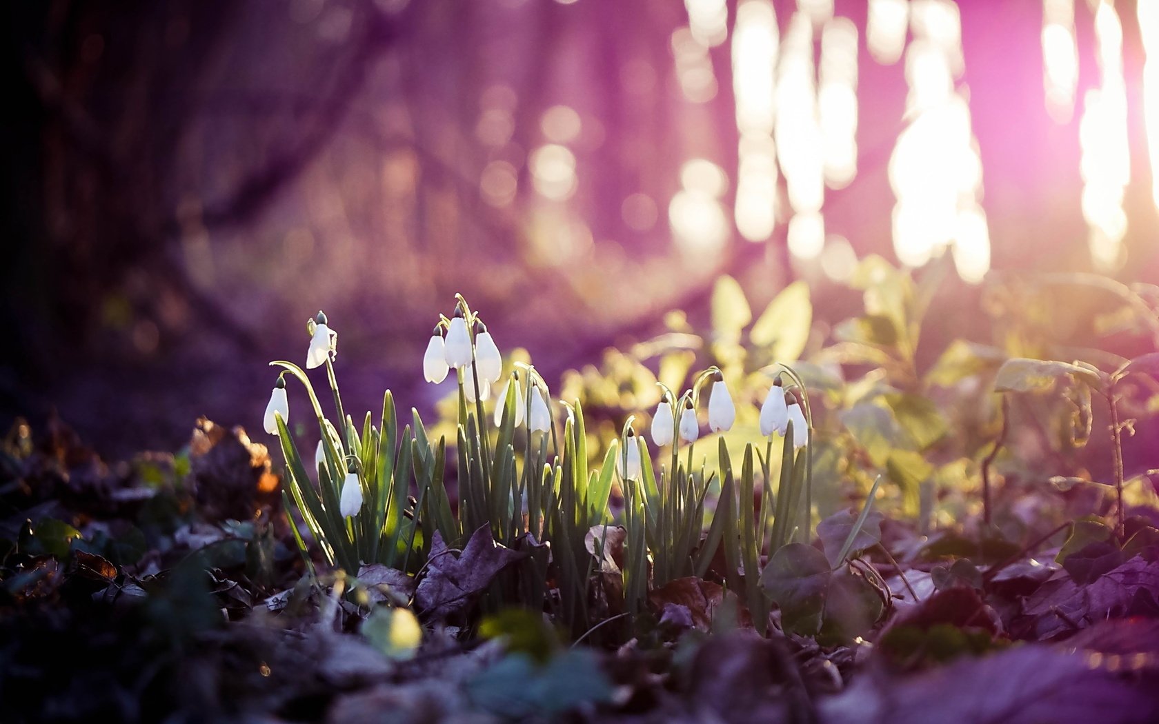 Обои цветы, весна, белые, подснежники, боке, flowers, spring, white, snowdrops, bokeh разрешение 2560x1600 Загрузить